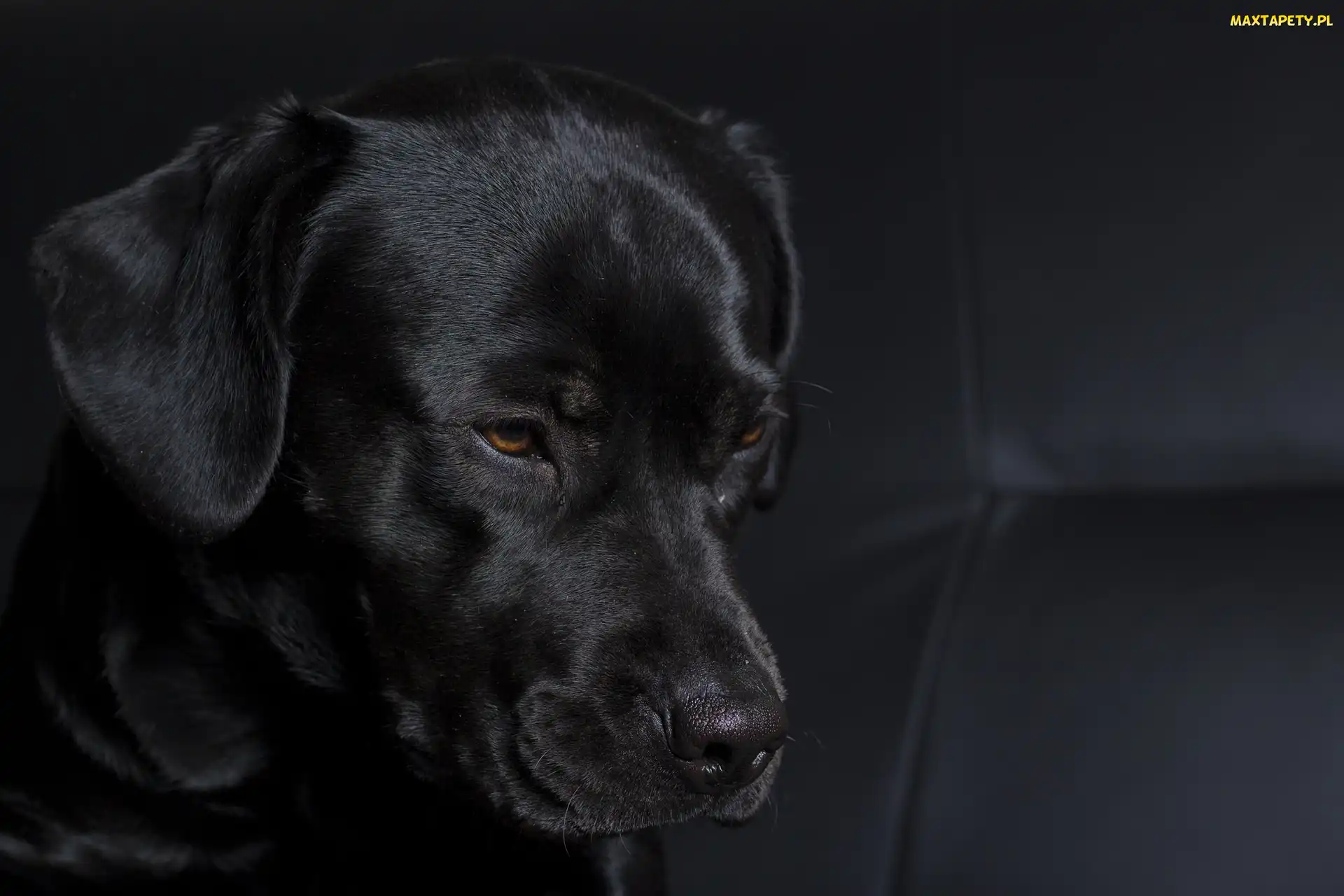 Piesek, Labrador Retriever, Czarny