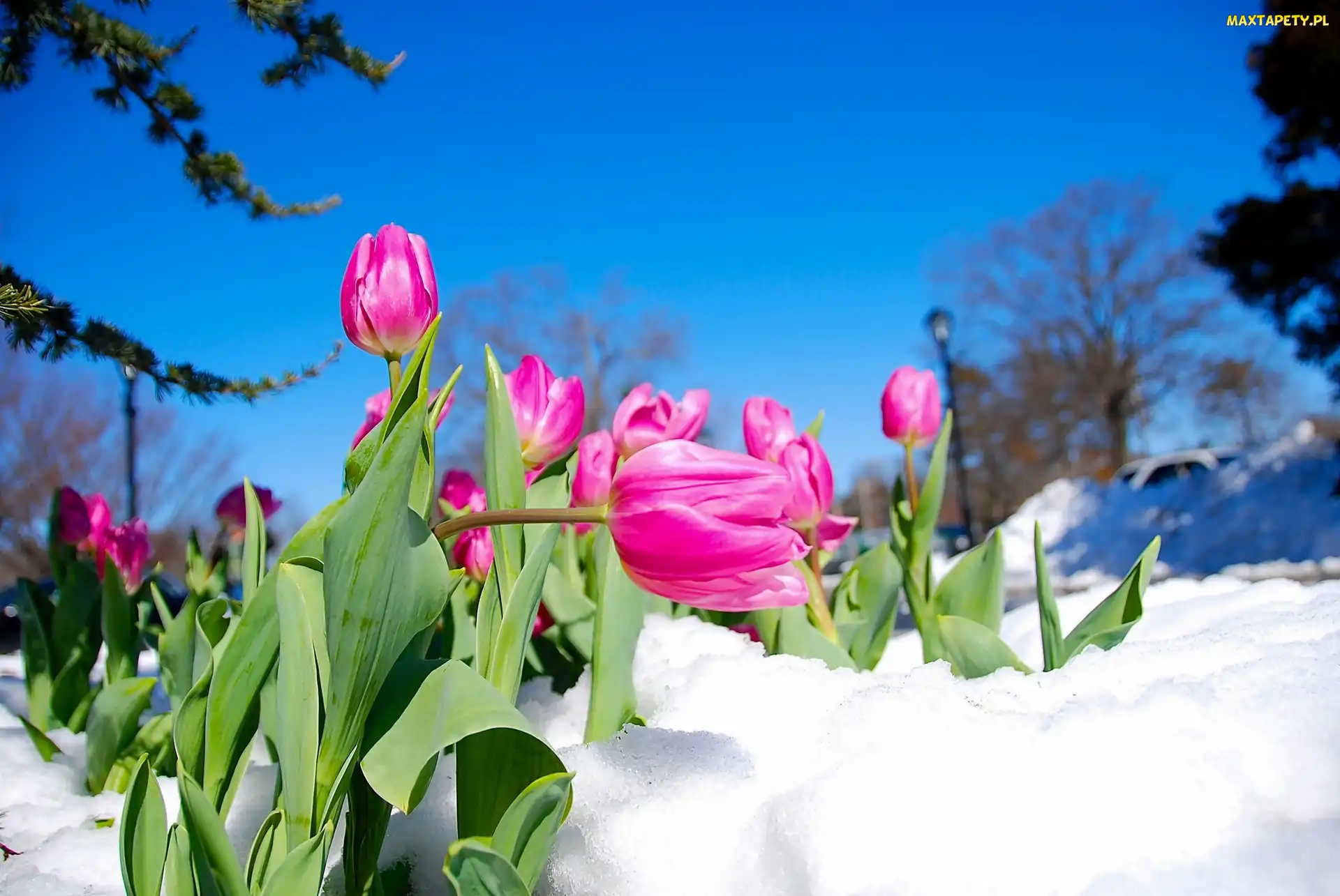 Tulipany, Śnieg, Różowe