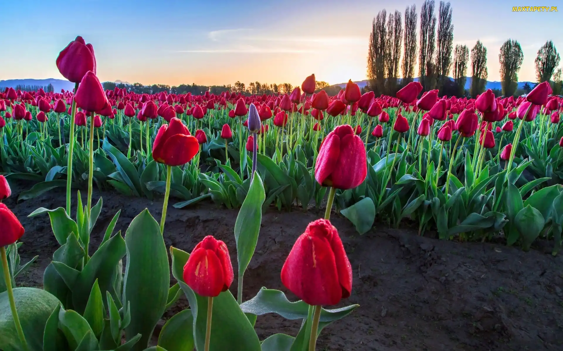 Plantacja, Drzewa, Tulipany