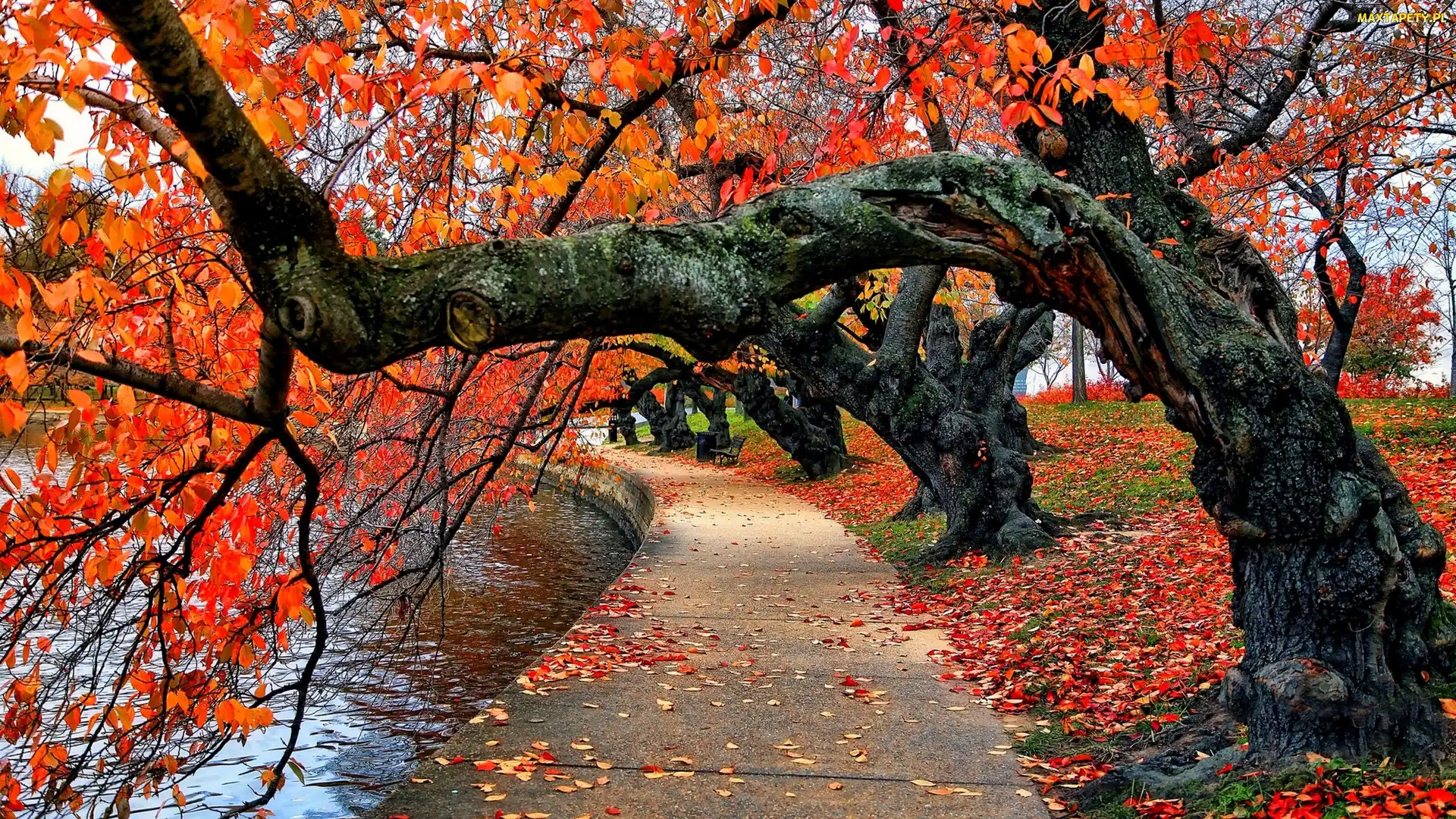 Jesień, Woda, Park