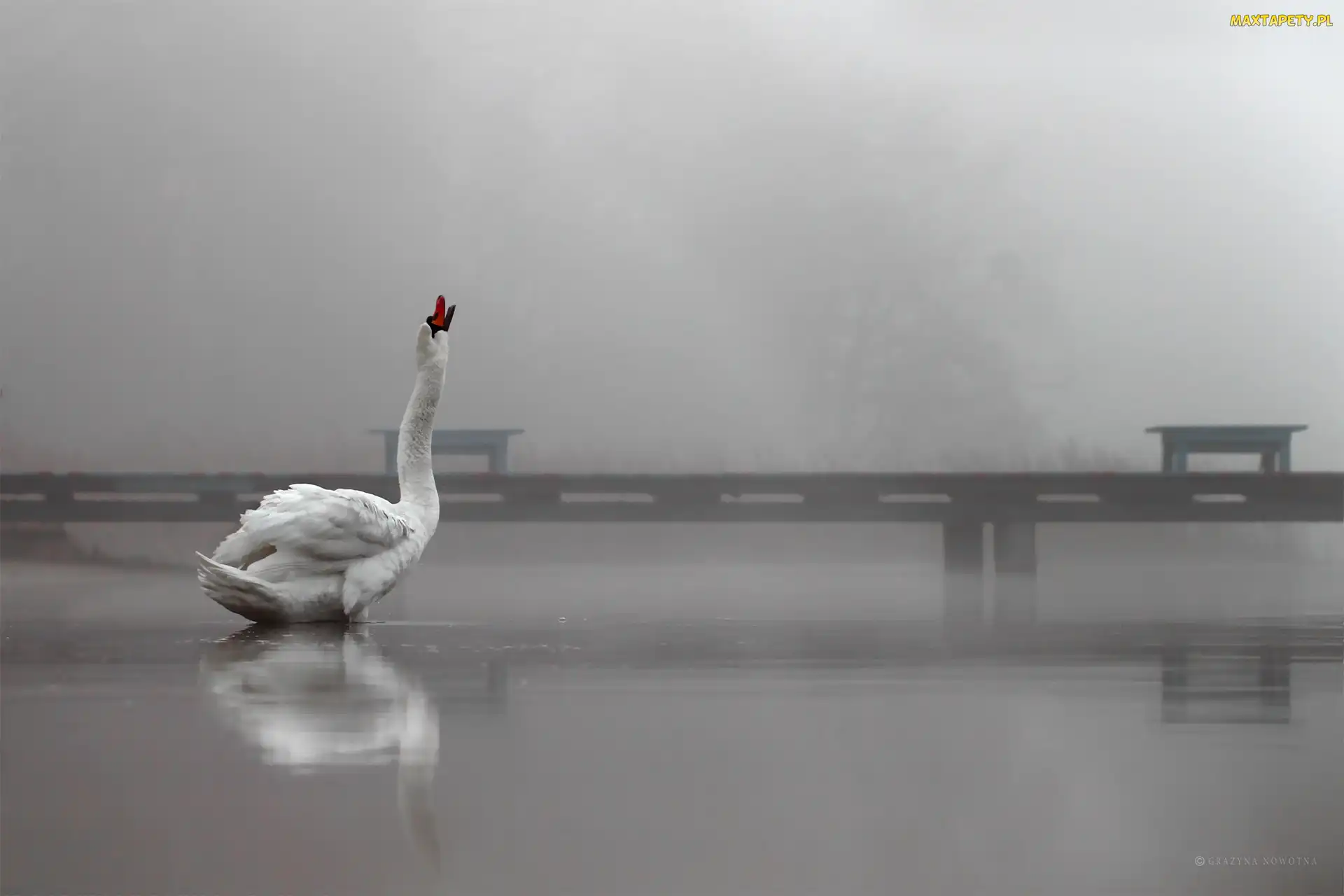 Łabędź, Pomost, Ptak, Biały