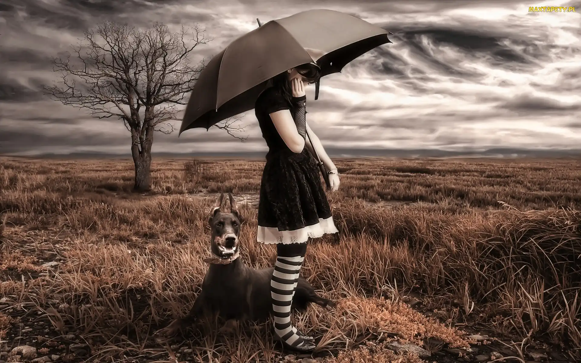 Chmury, Łąka, Doberman, Dziewczyna, Parasol, Pies, Drzewo