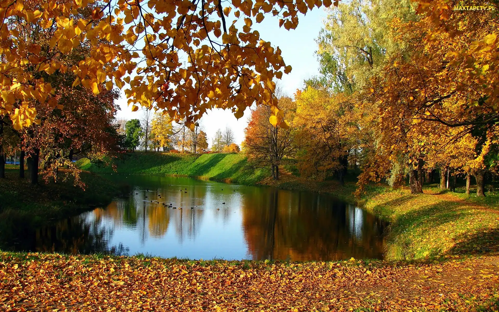 Kaczki, Staw, Jesień, Park
