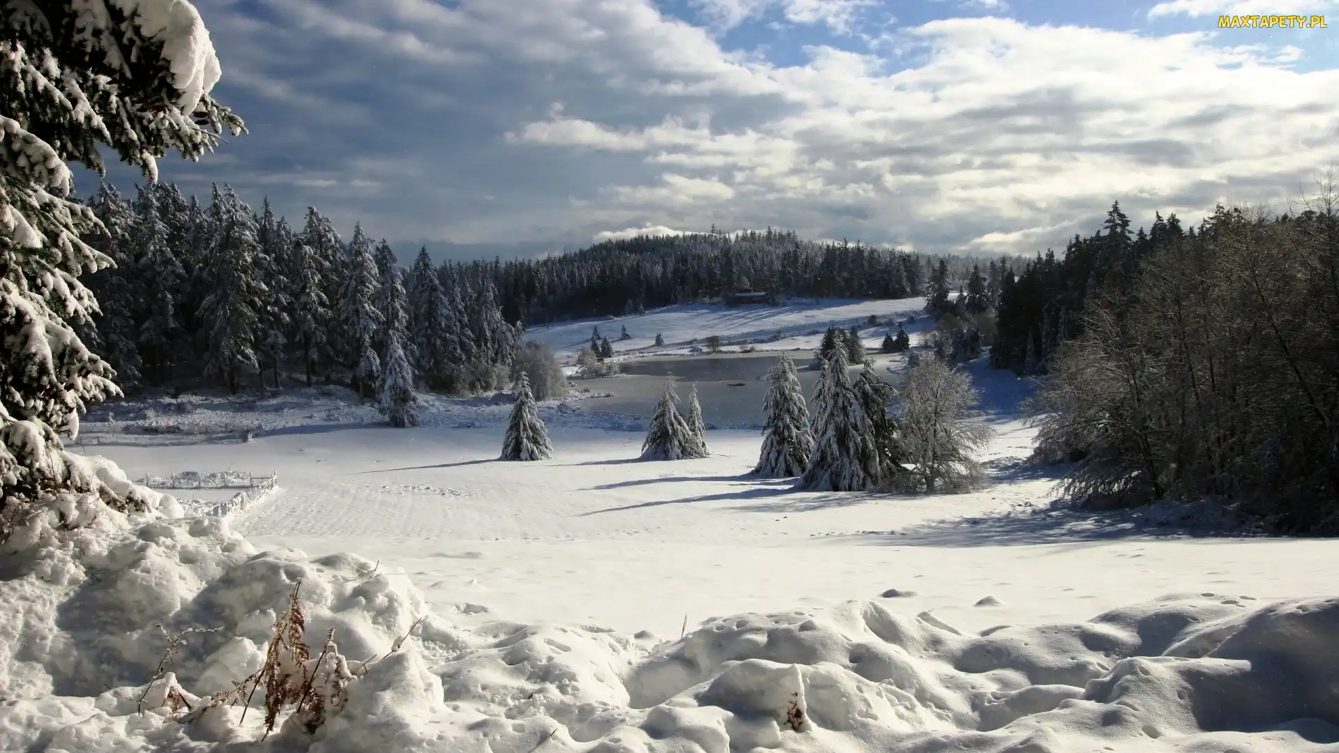Zima, Świerki, Chmury, Las