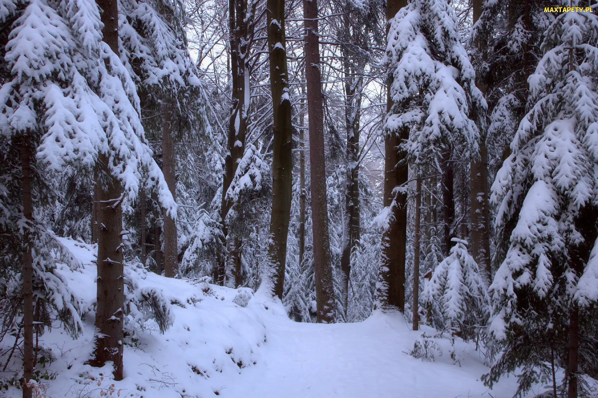 Las, Śnieg, Zima