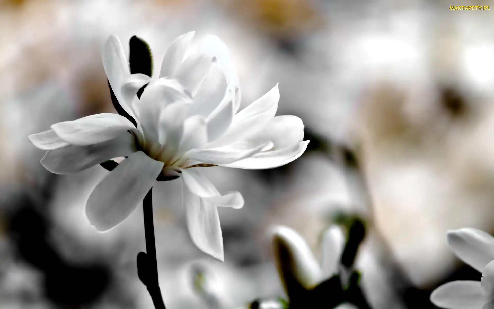 Biały, Magnolia, Kwiat