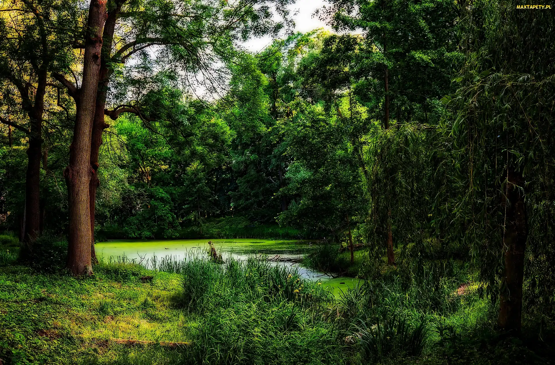 Staw, Park, Lato, Las