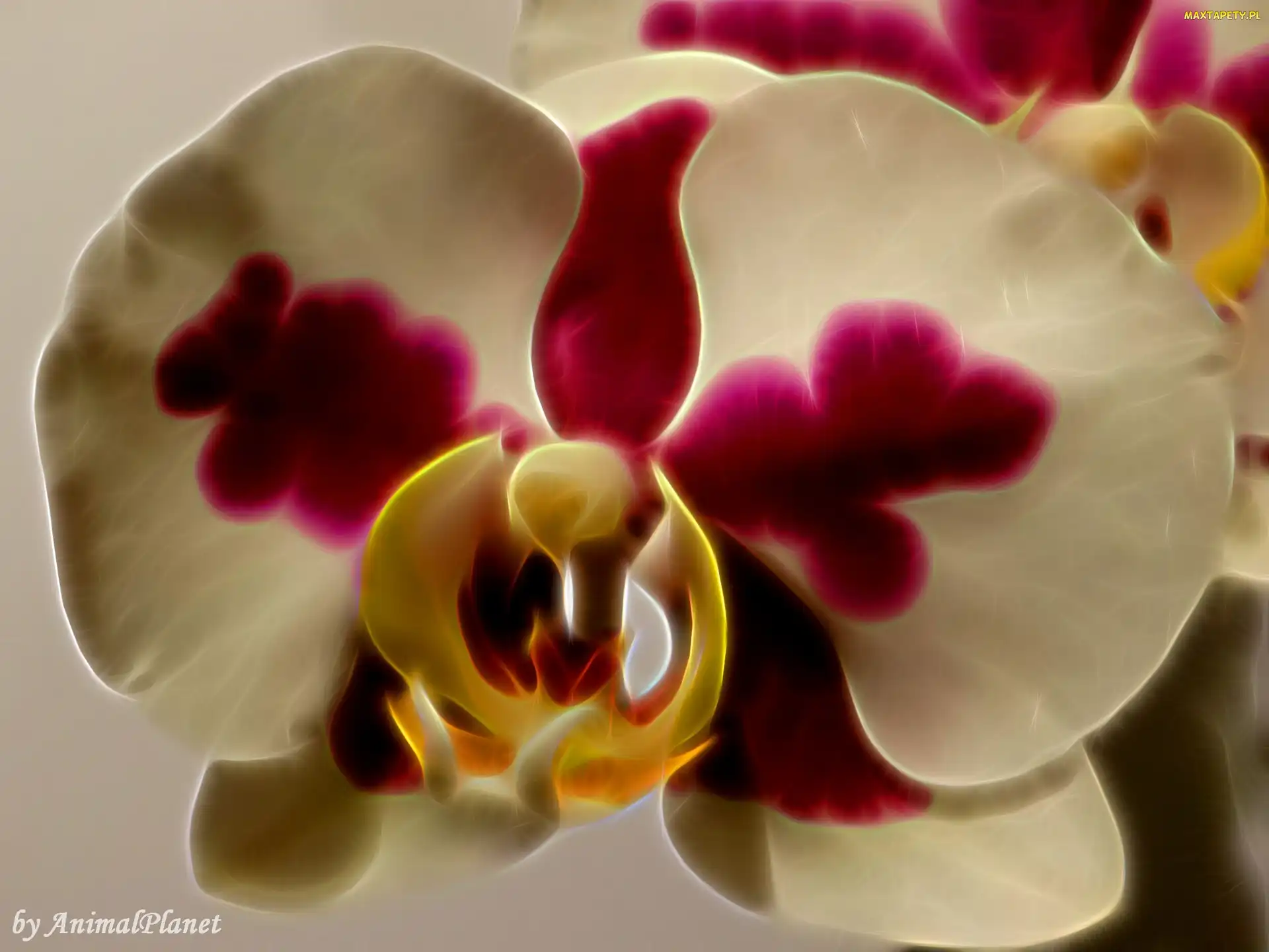 Storczyk, Fractalius, Kwiat