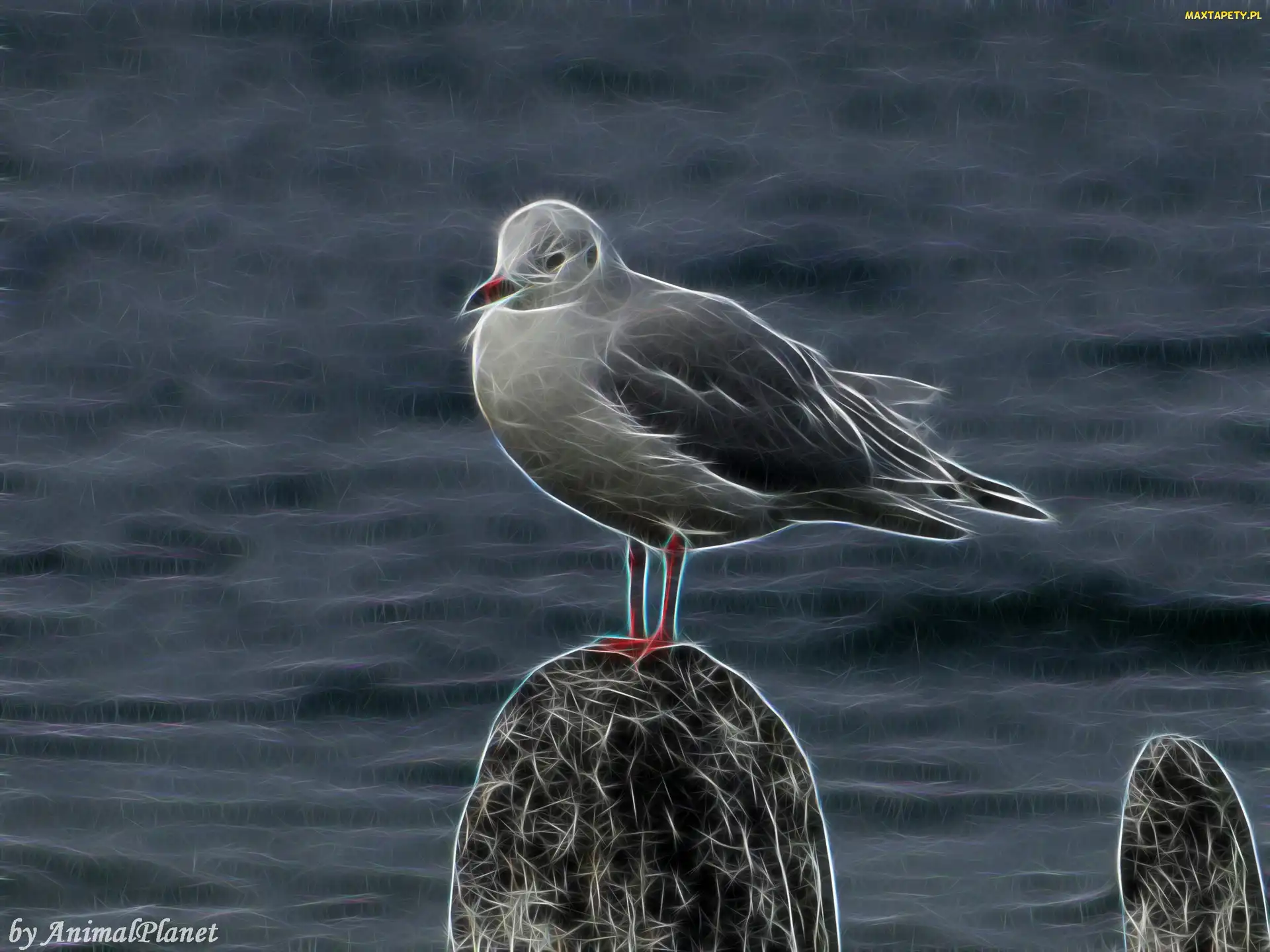 Mewa, Fractalius, Ptak