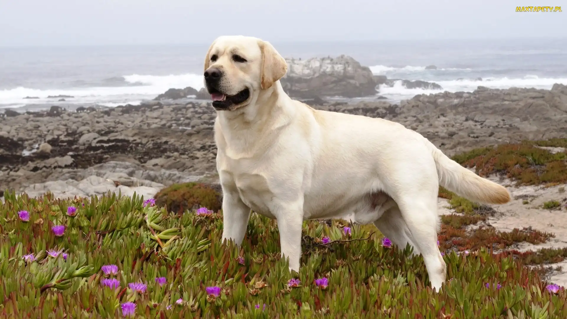 Labrador, Piesek