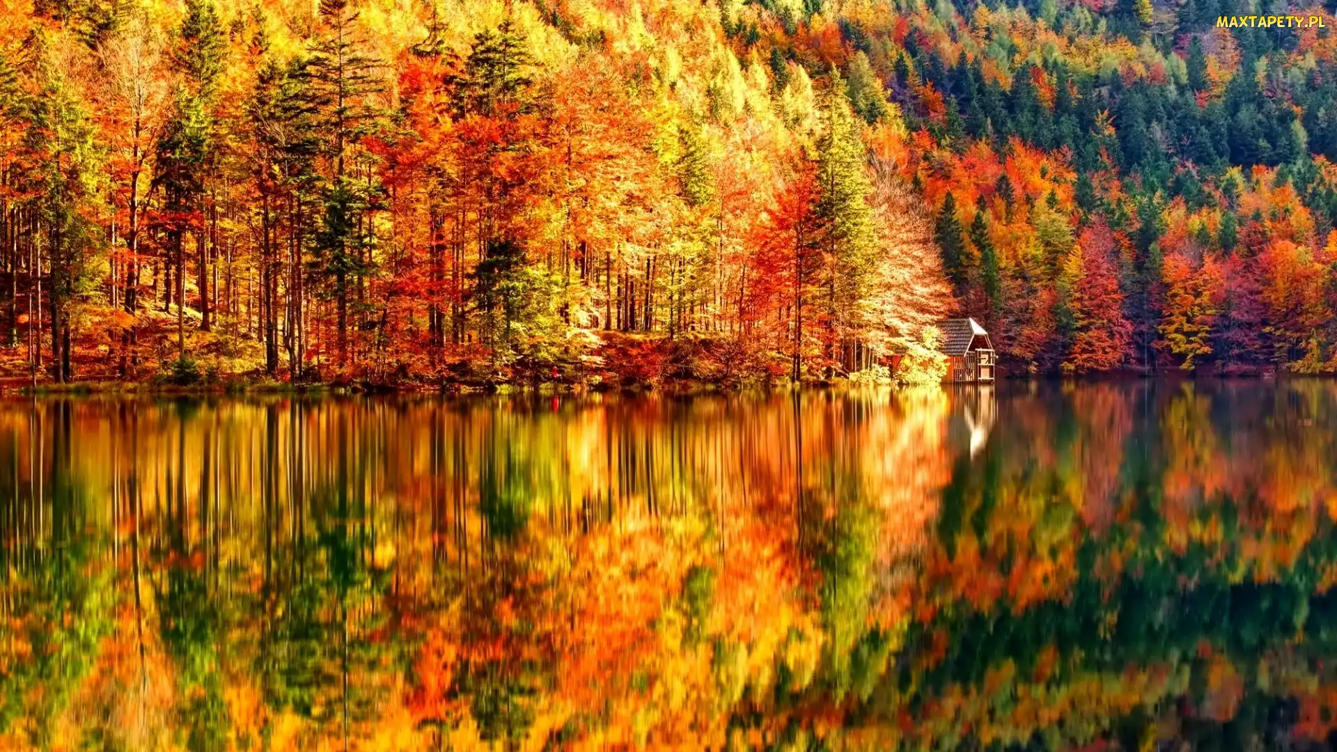 Las, Jezioro, Jesień