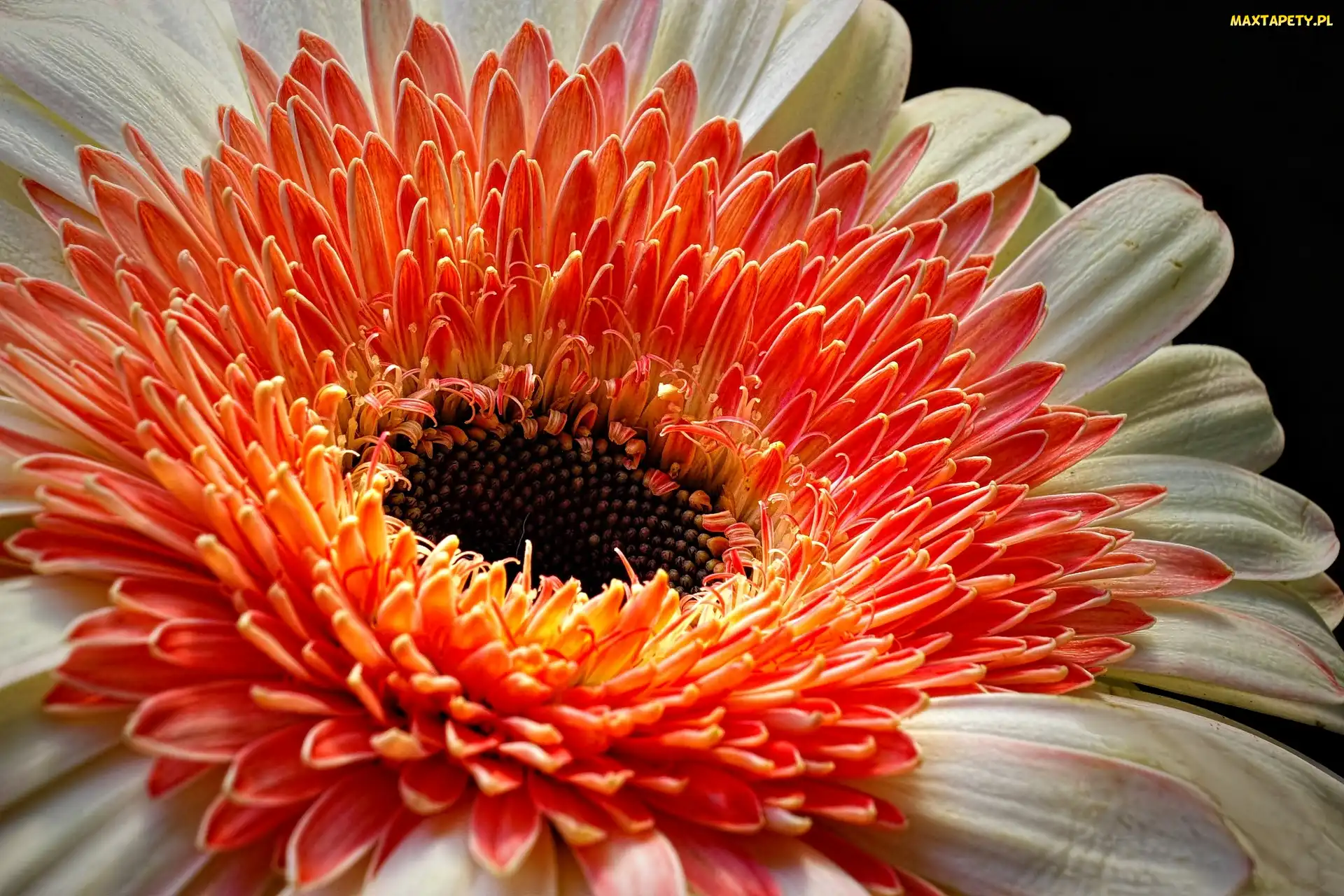 Dwukolorowa, Gerbera, Kwiat