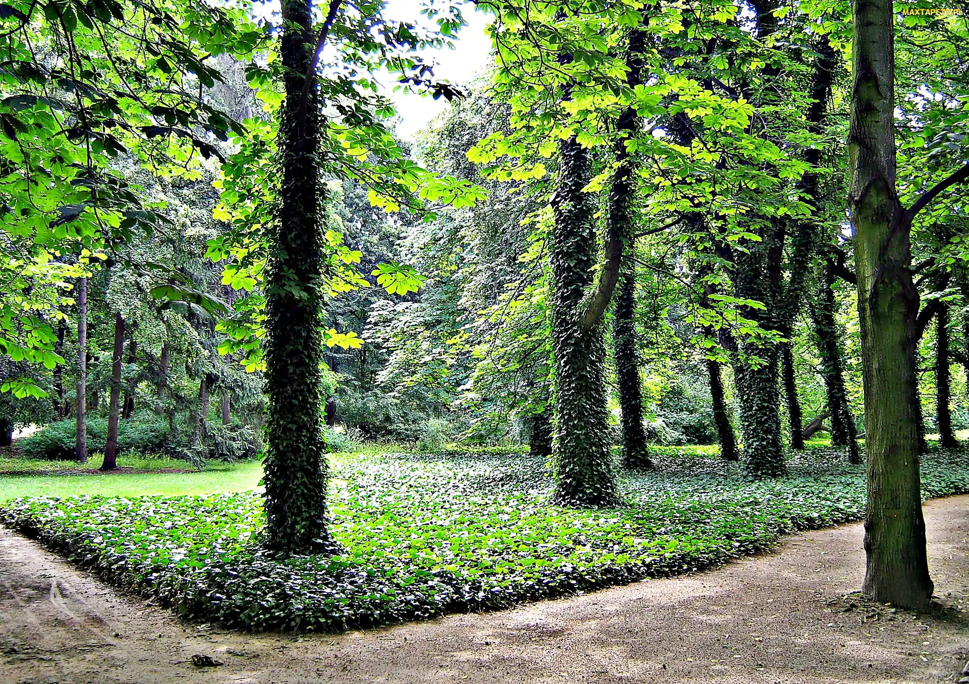 Drzewa, Ścieżka, Park