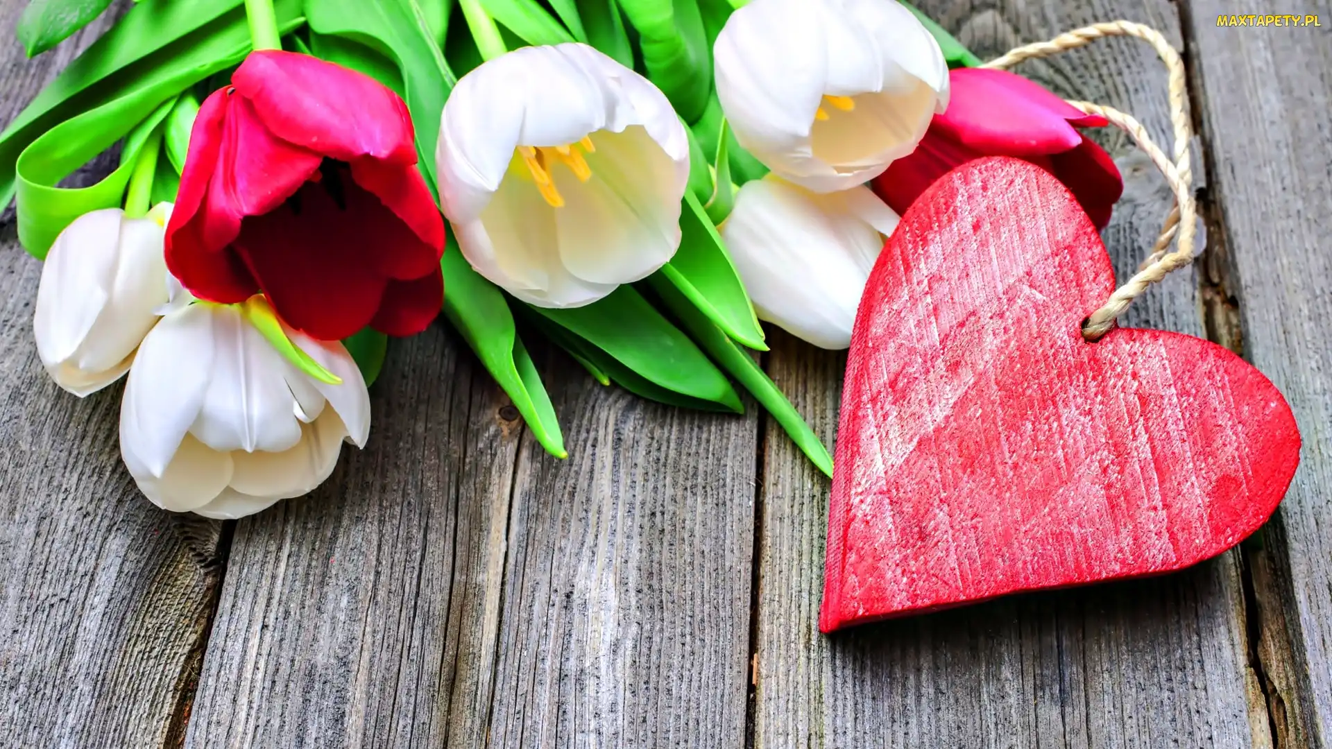 Tulipany, Serce, Walentynki