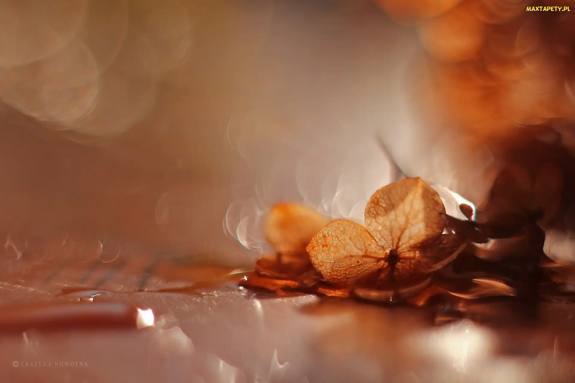 Sucha, Bokeh, Hortensja