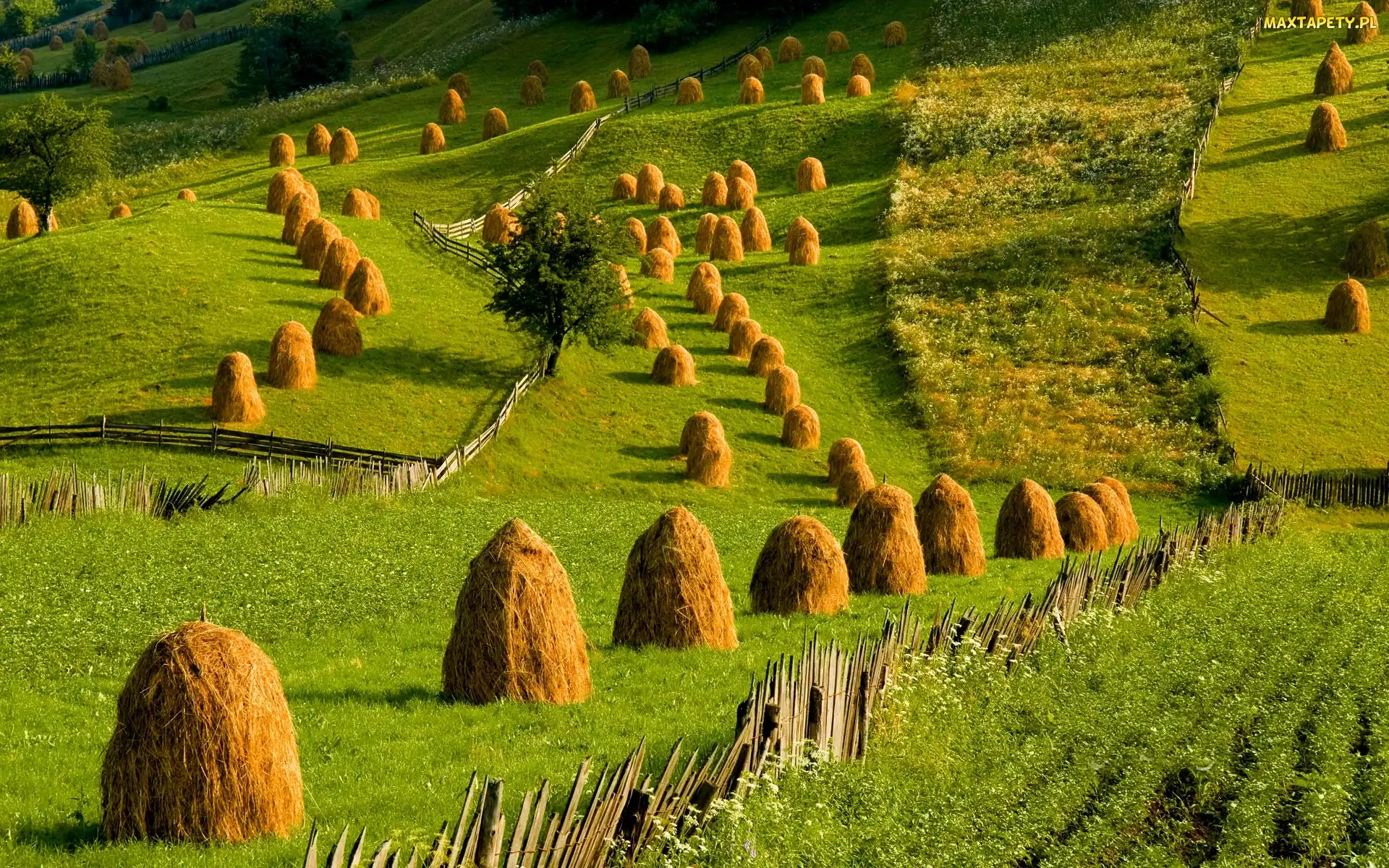 Lato, Siana, Łąki, Stogi