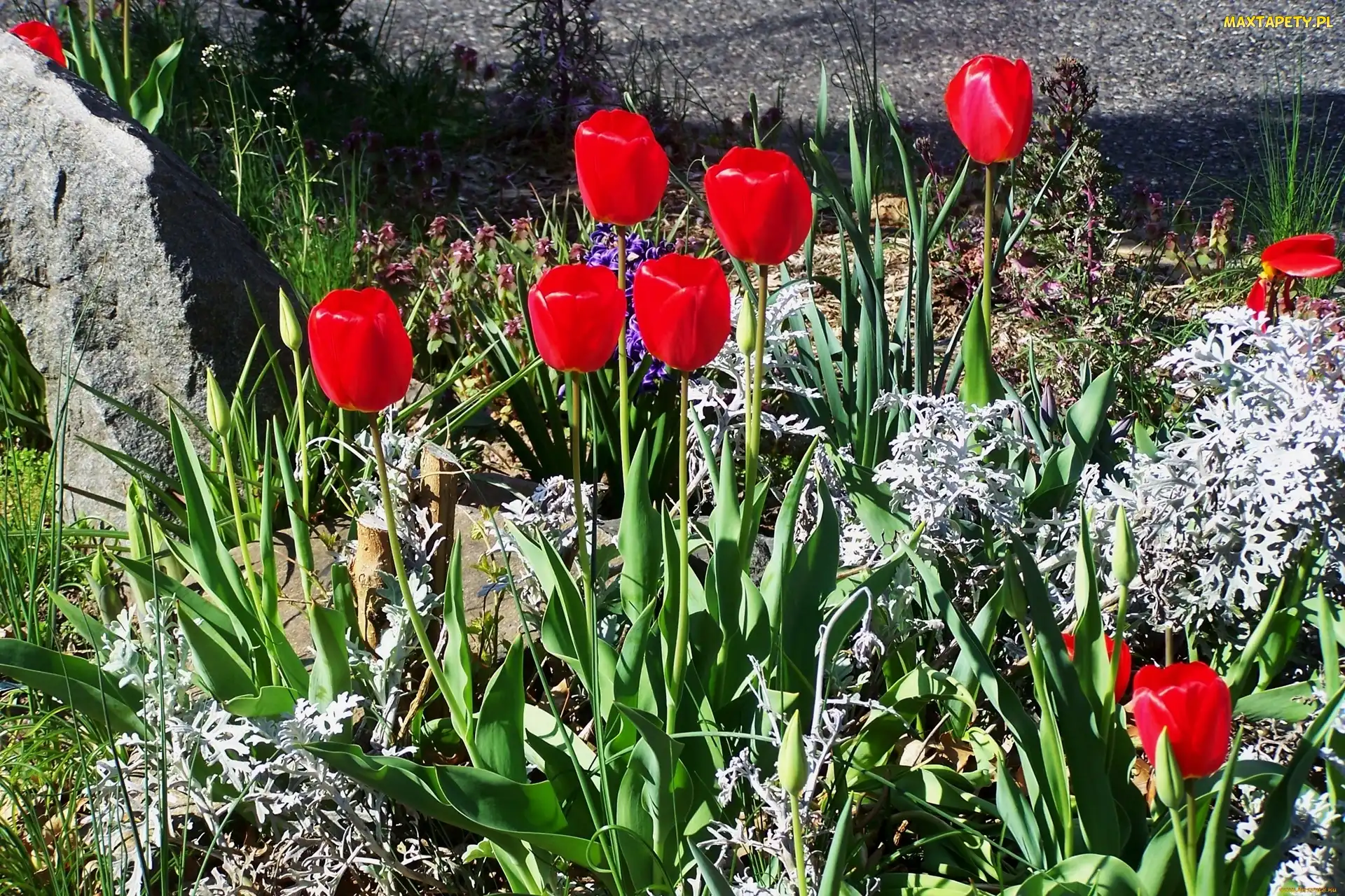 Kwiaty, Ogródek, Tulipany