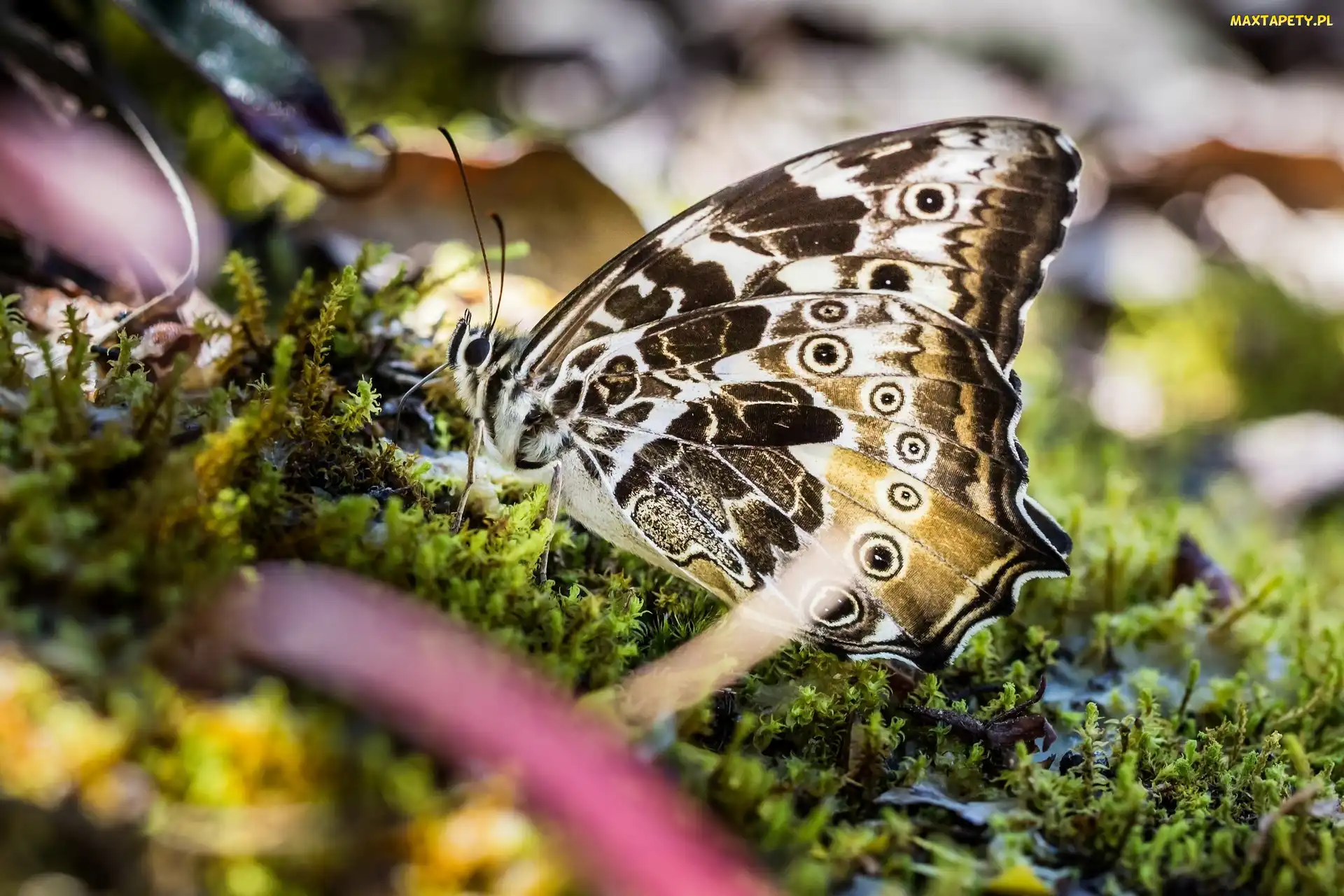 Mech, Makro, Motyl