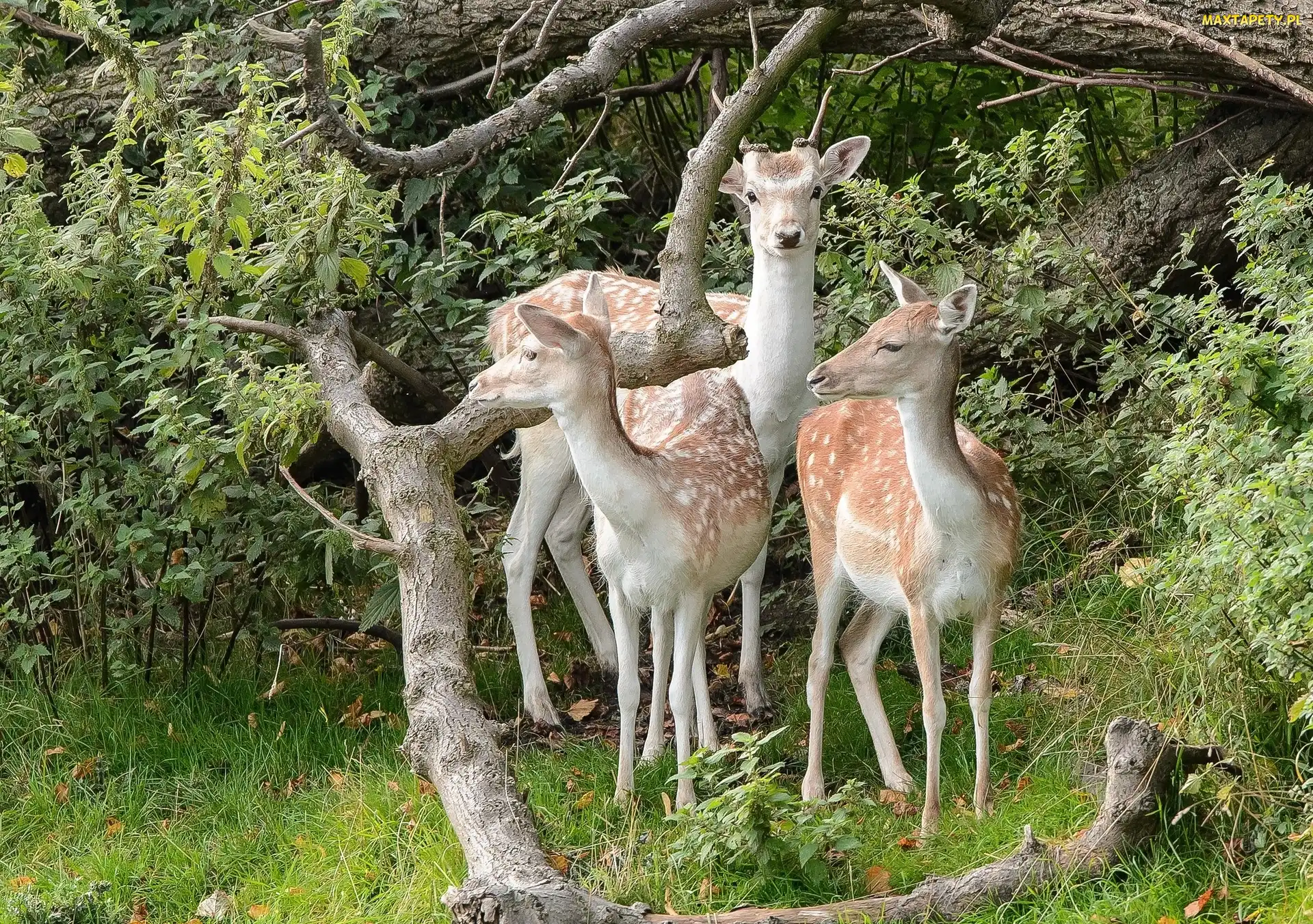Polana, Las, Sarny, Konary Drzew