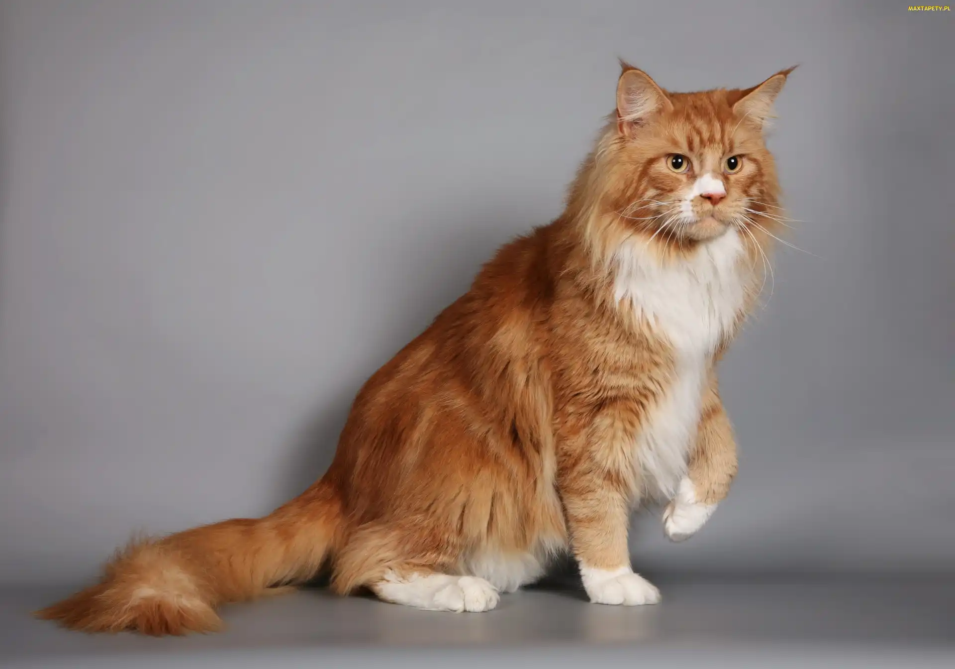 Kot, Maine Coon