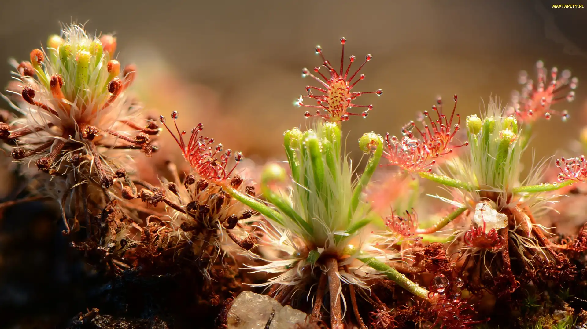 Drosera, Rosiczka