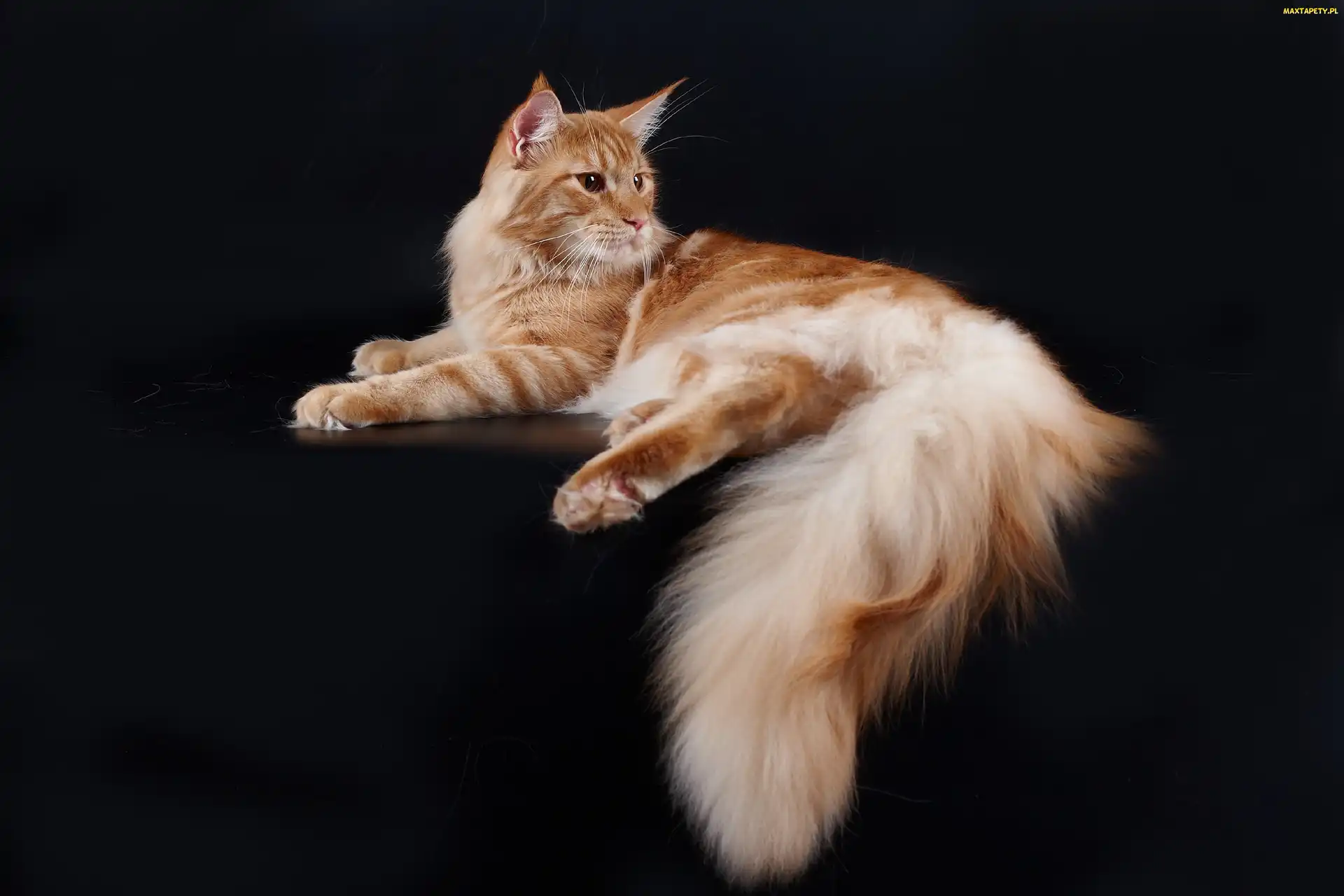 Maine, Coon, Kot