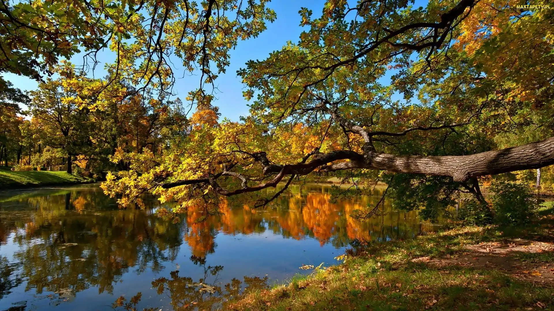 Staw, Drzewa, Park