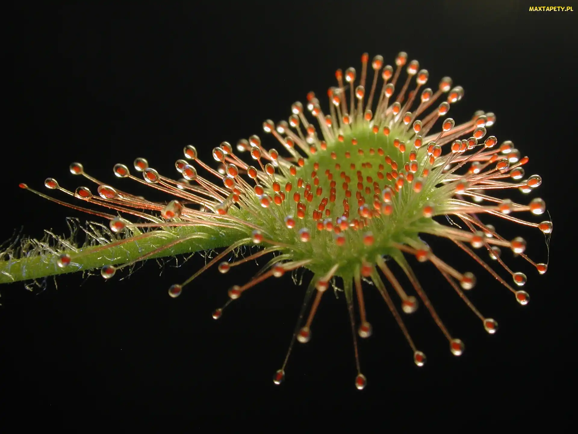 Drosera, Rosiczka, Rotundifolia