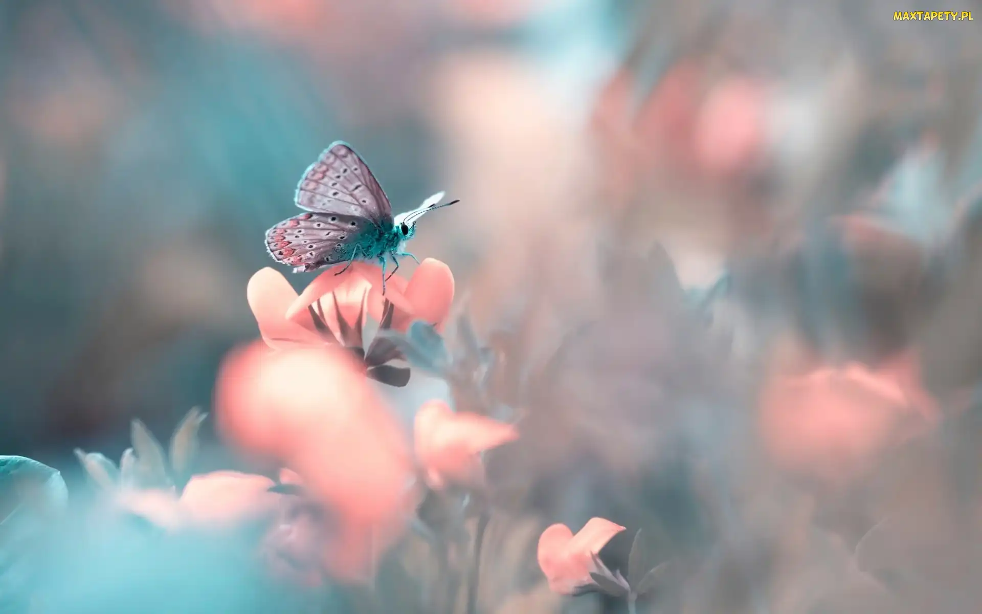 Makro, Motyl, Różowe, Kwiatki