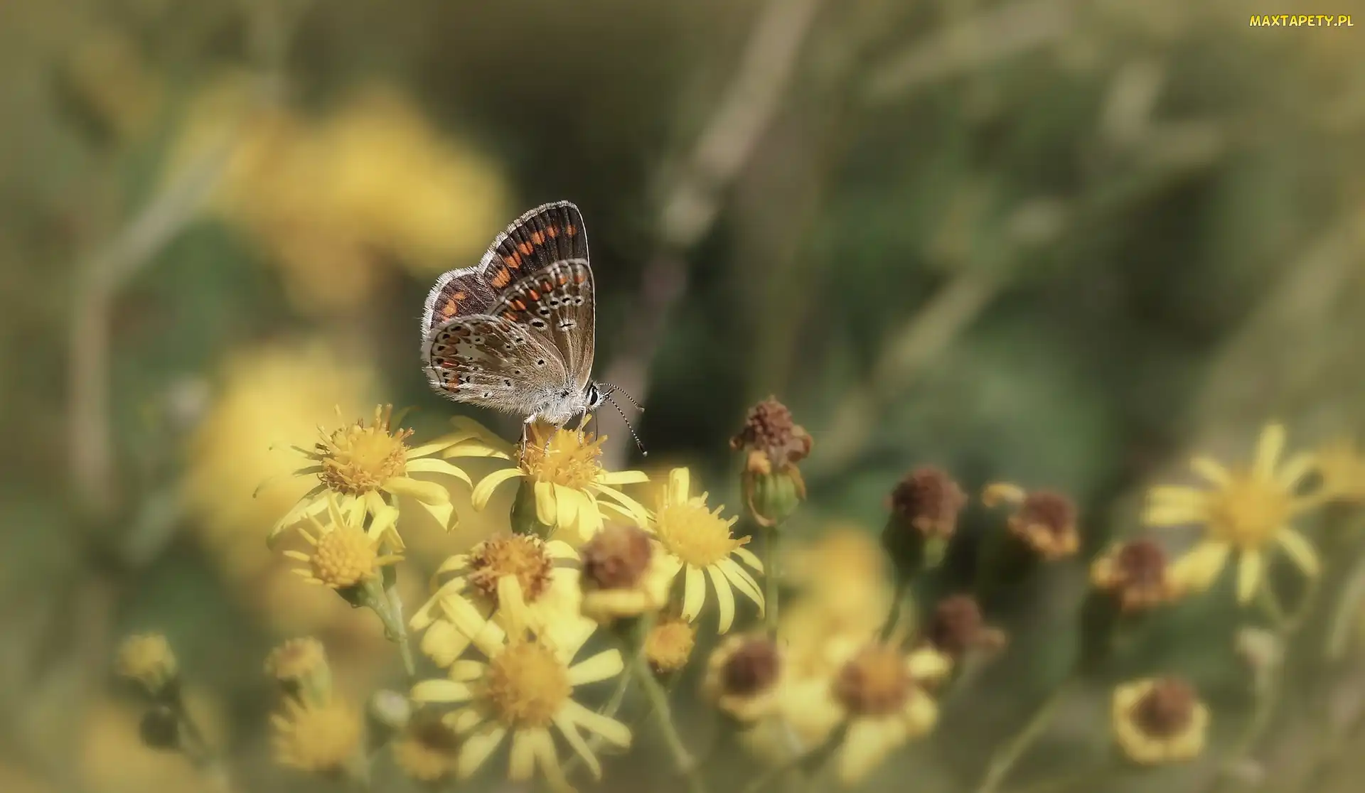Motyl, Kwiaty, Żółte