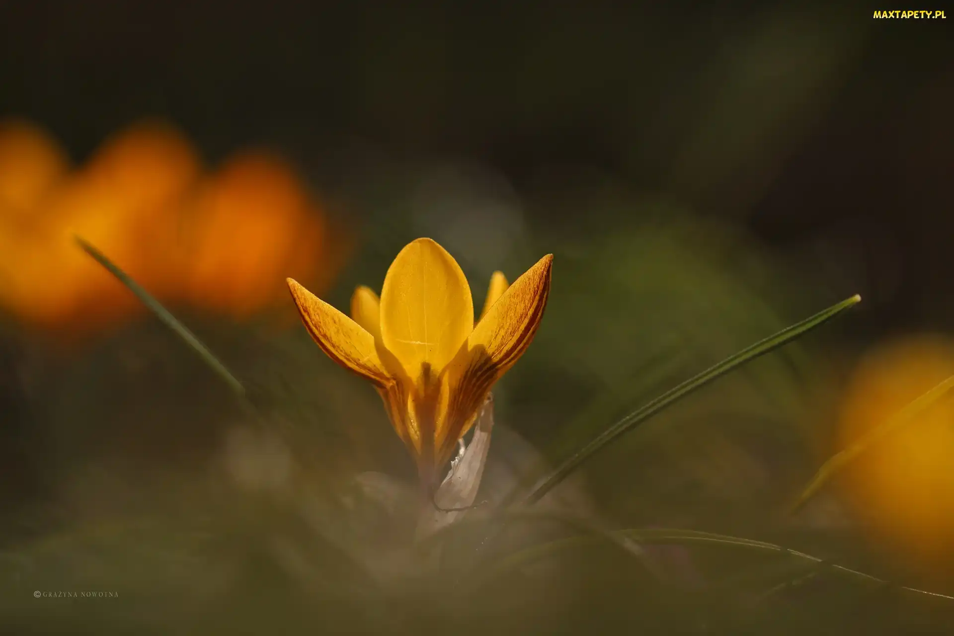 Krokus, Kwiat, Żółty