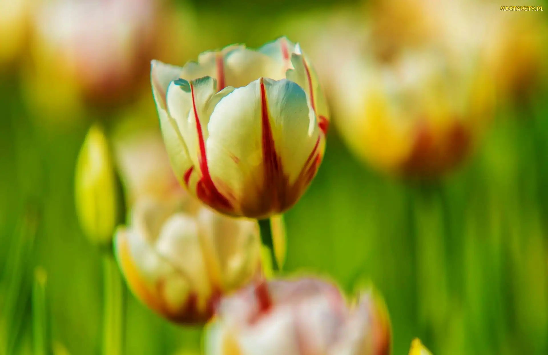 Tulipany