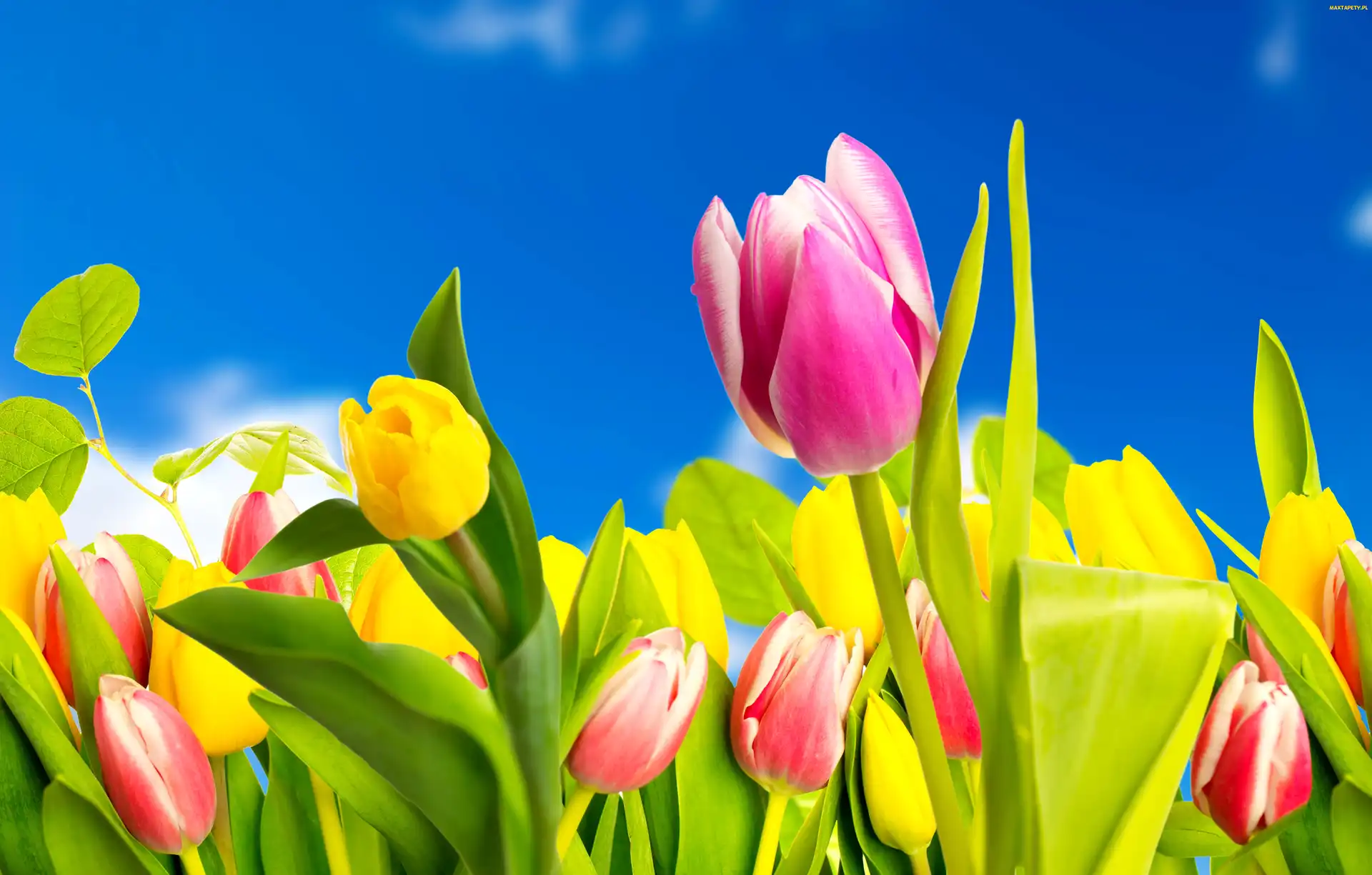Wiosna, Kwiaty, Tulipany, Kolorowe