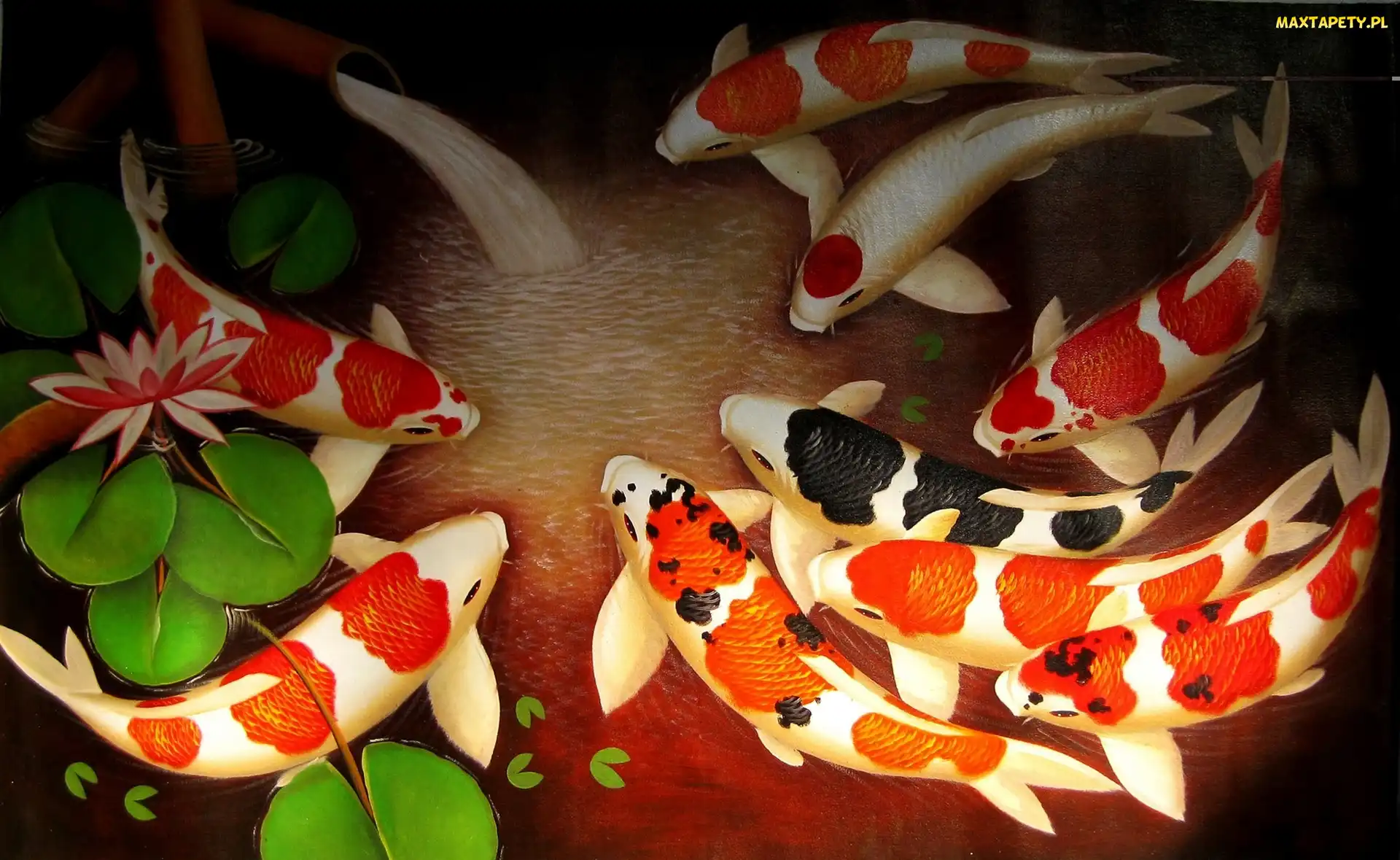 Tropikalne, Koi, Ryby