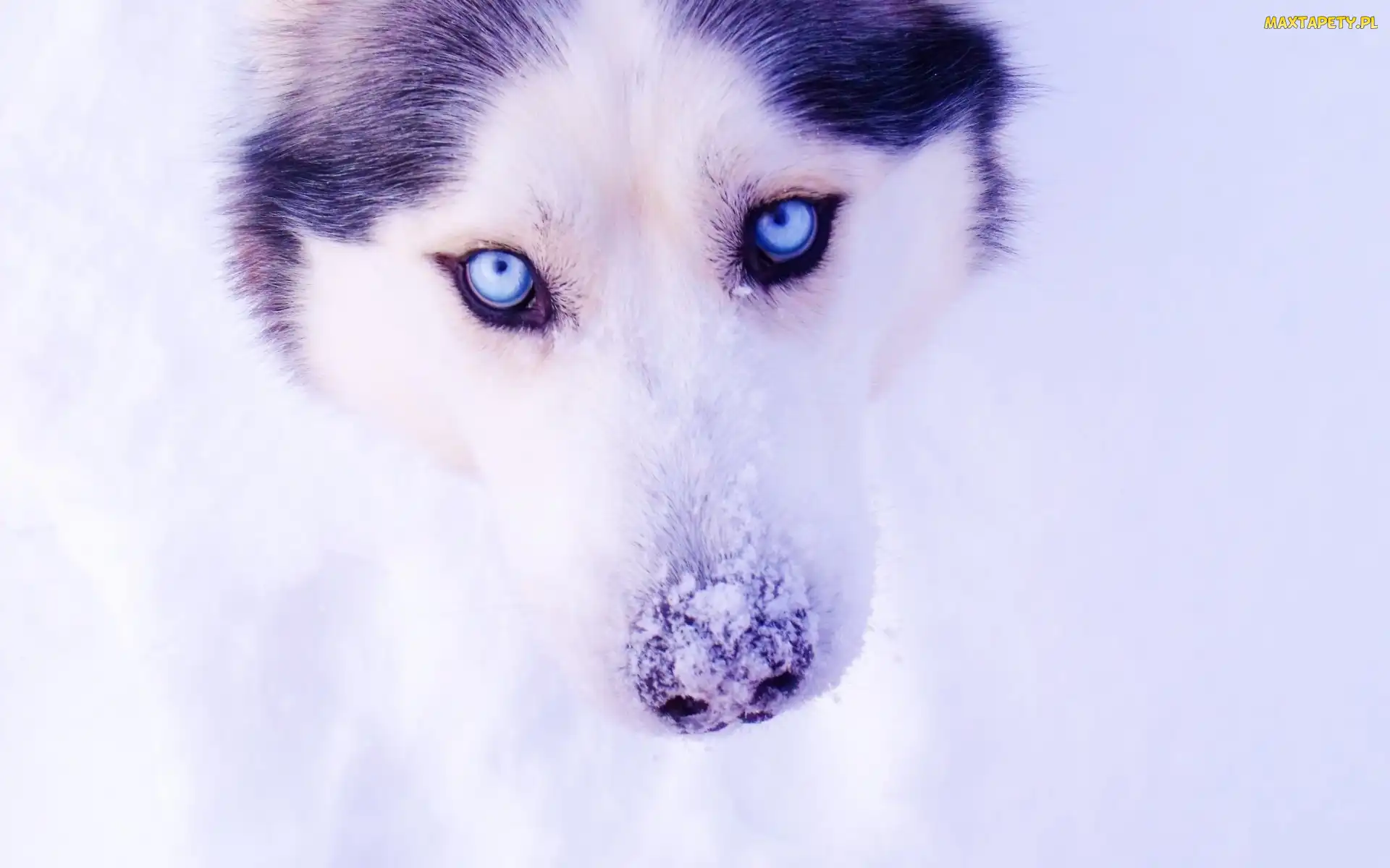 Śnieg, Zima, Pies, Siberian Husky