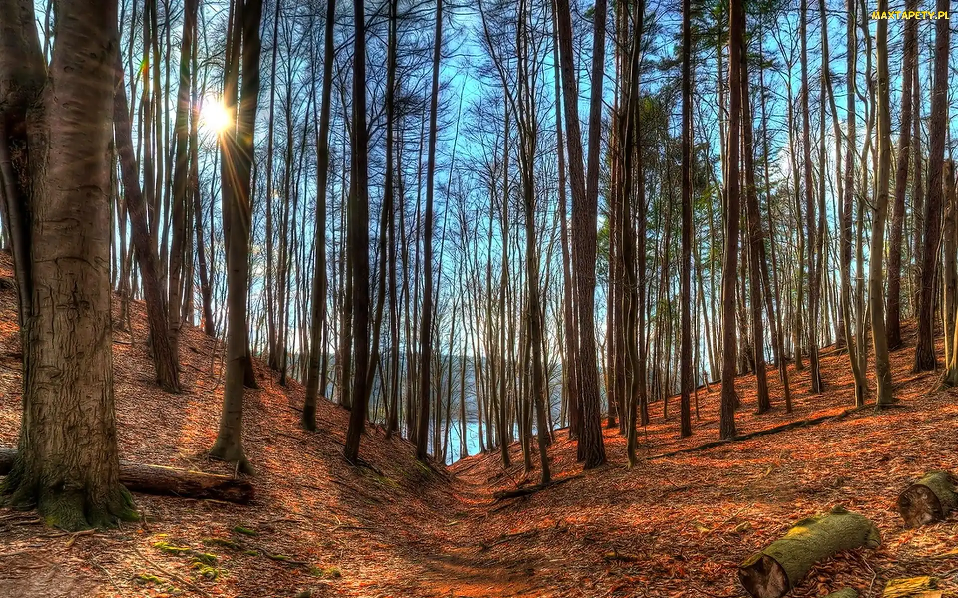Przebijające, Światło, Las