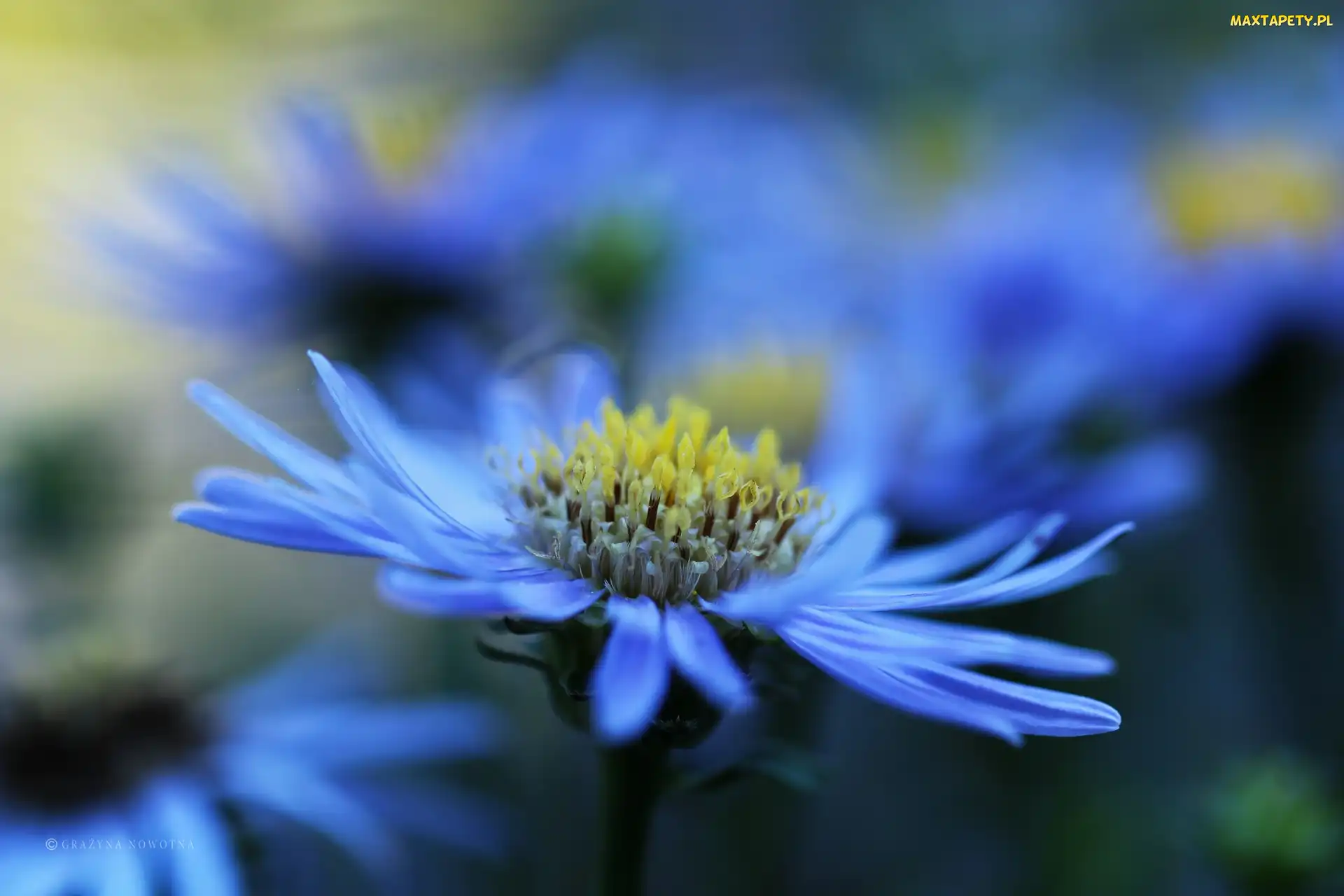 Niebieski, Kwiat, Aster