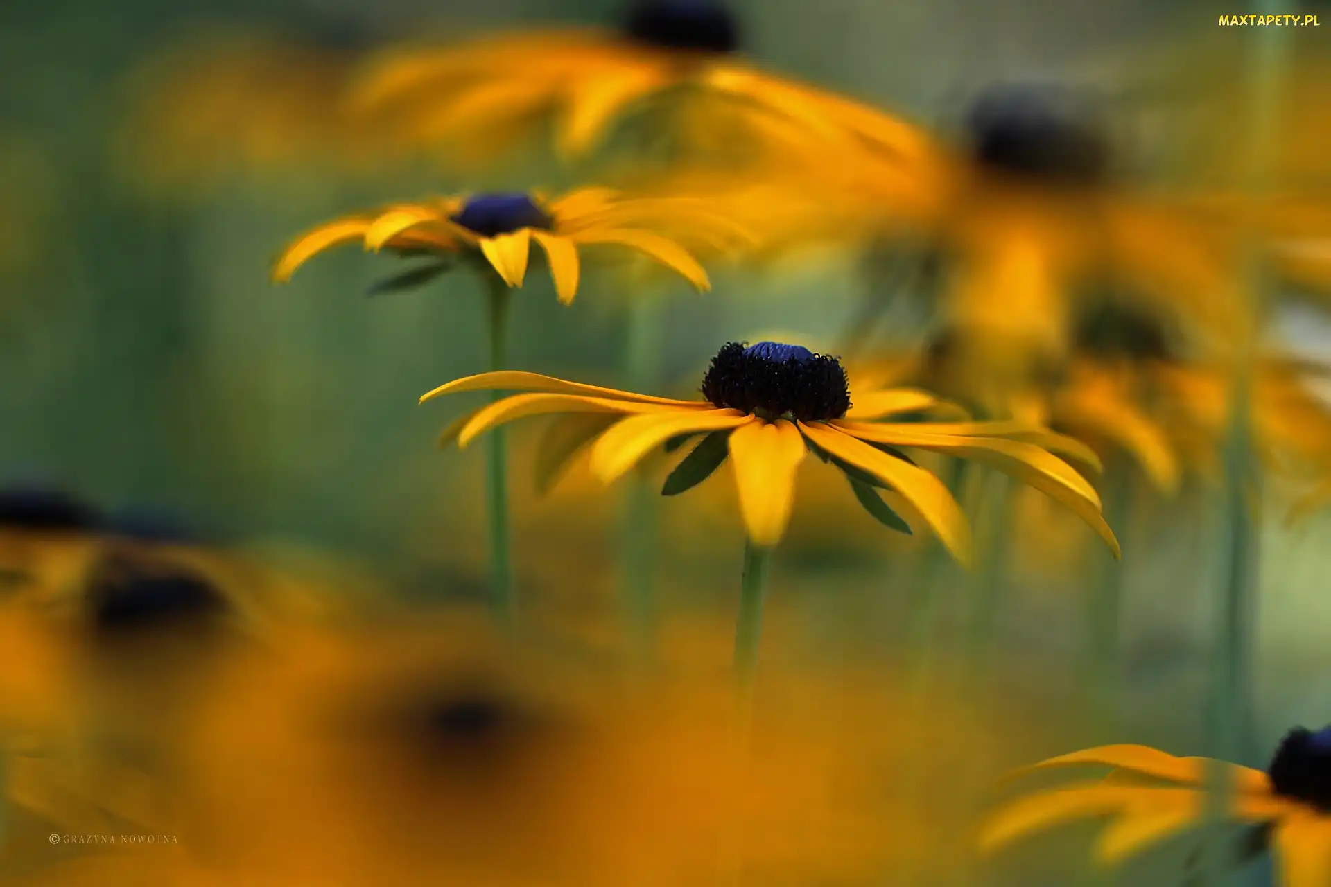 Żółte, Kwiaty, Rudbekia