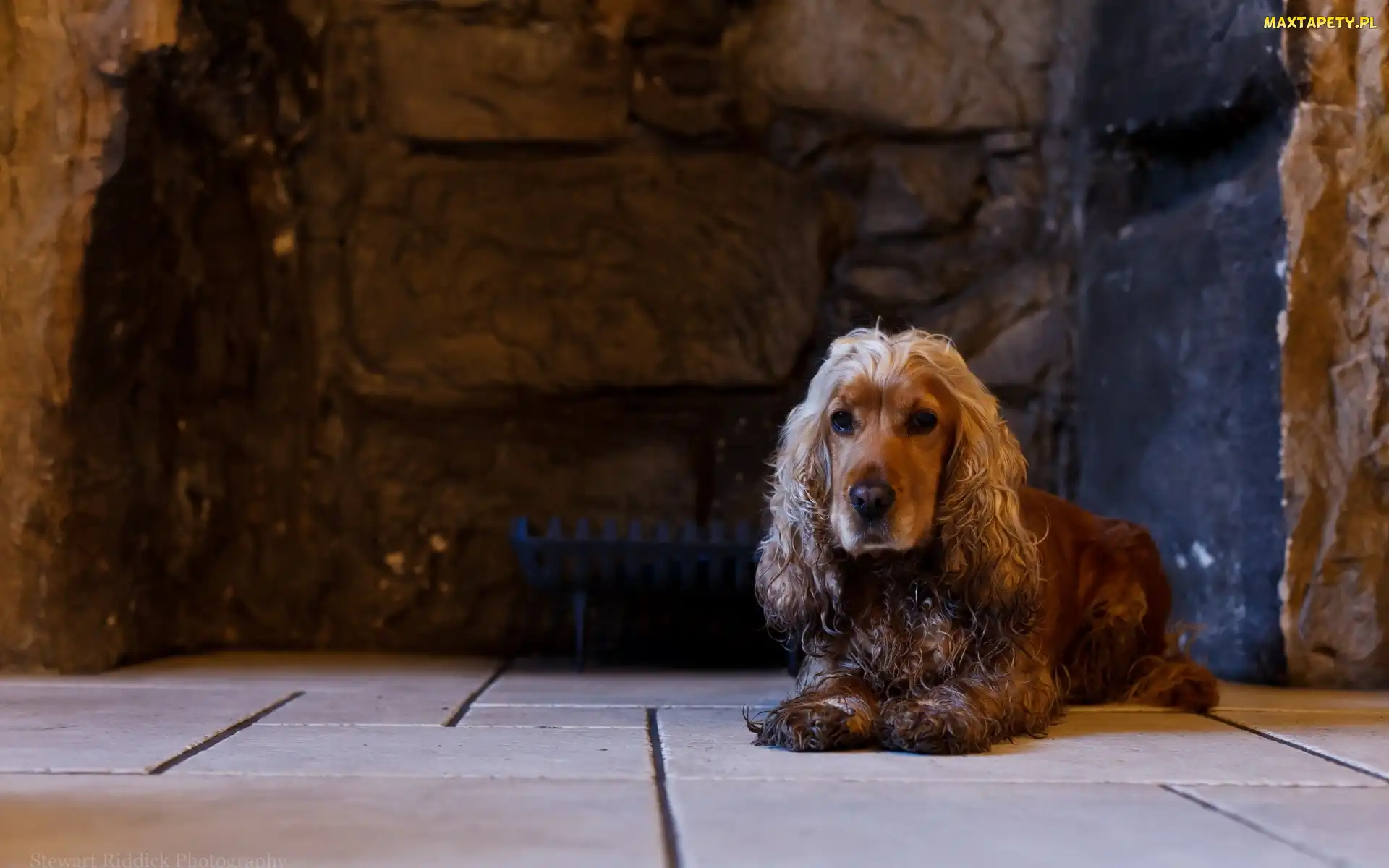 Pies, Spaniel angielski, Cocer
