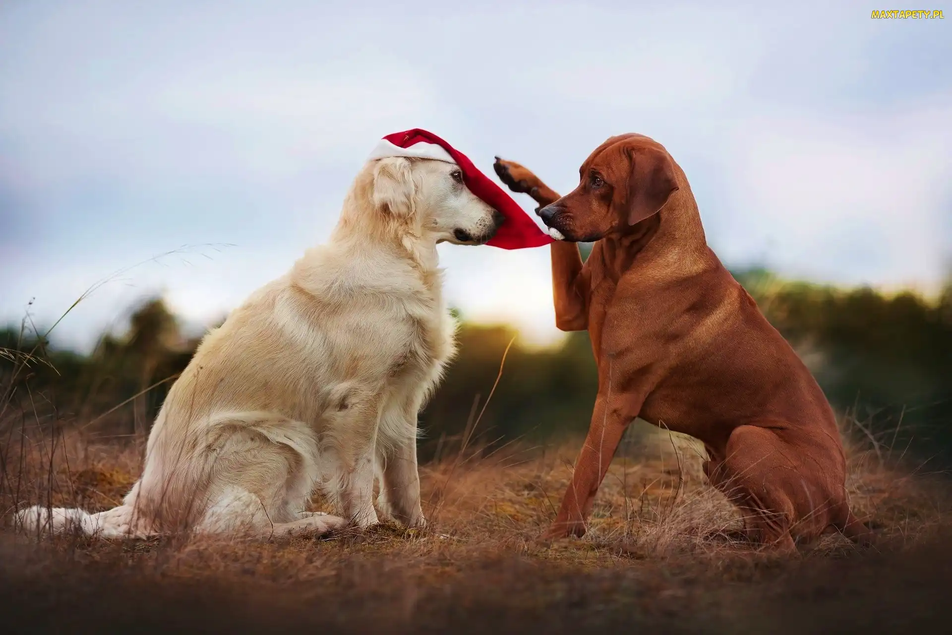 Dwa, Czapka, Golden retriever, Rhodesian ridgeback, Psy