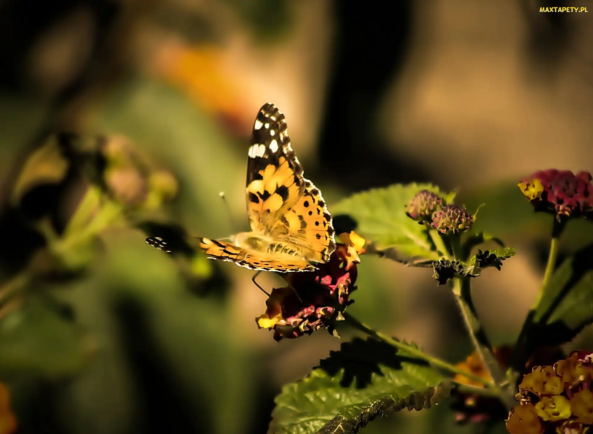 Motyl, Rusałka osetnik, Owad