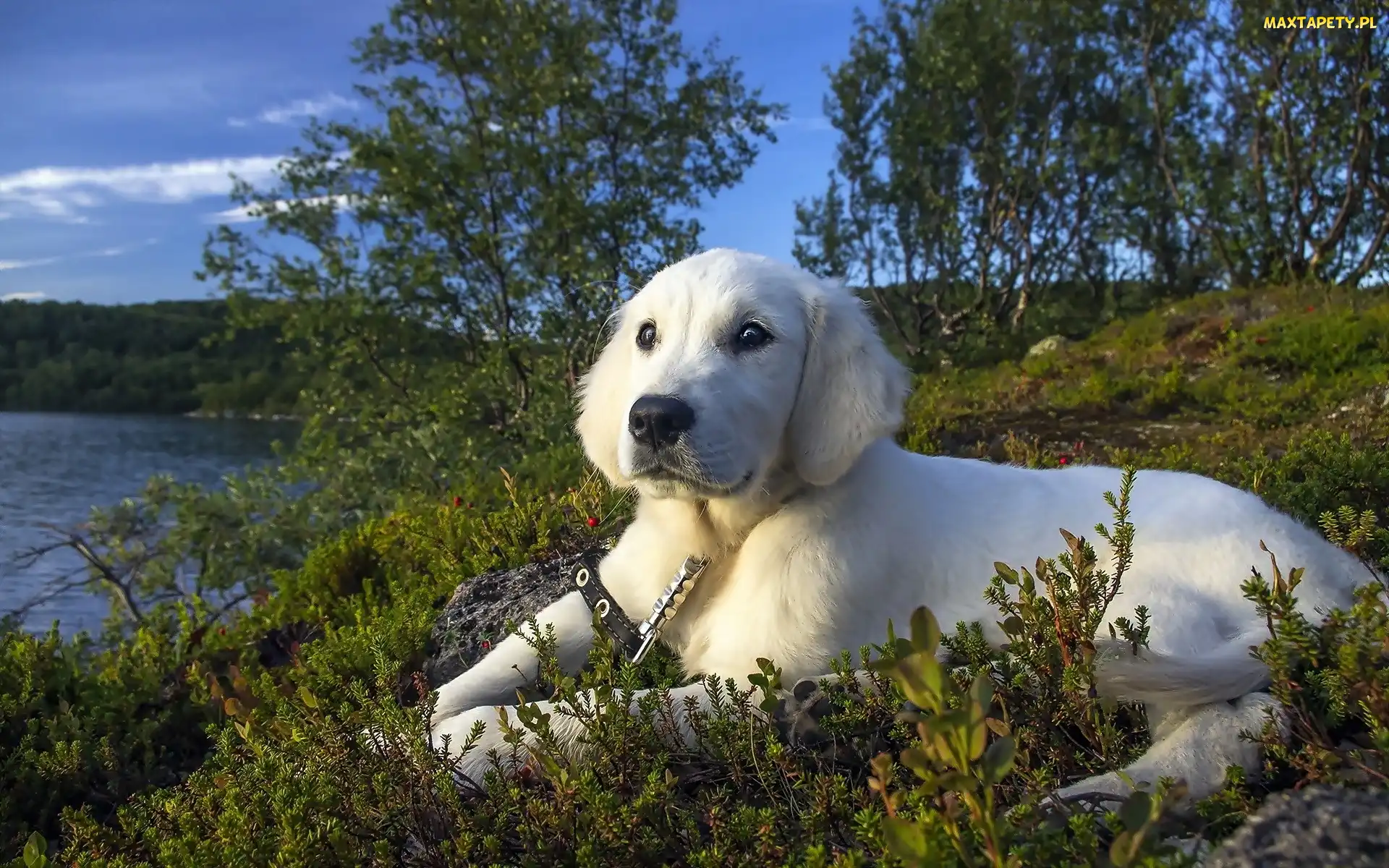 Golden retriever, Jezioro, Pies
