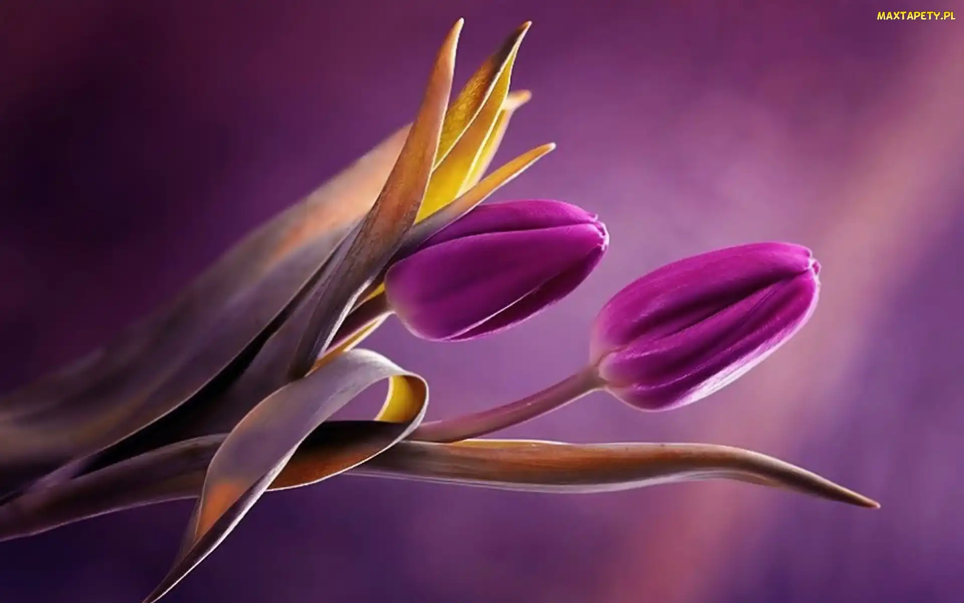 Tulipany