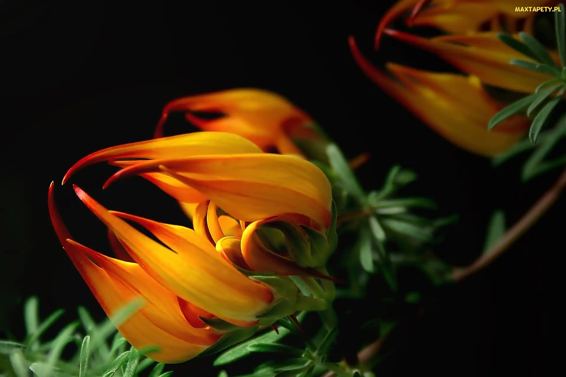 Gazania, Makro, Kwiat