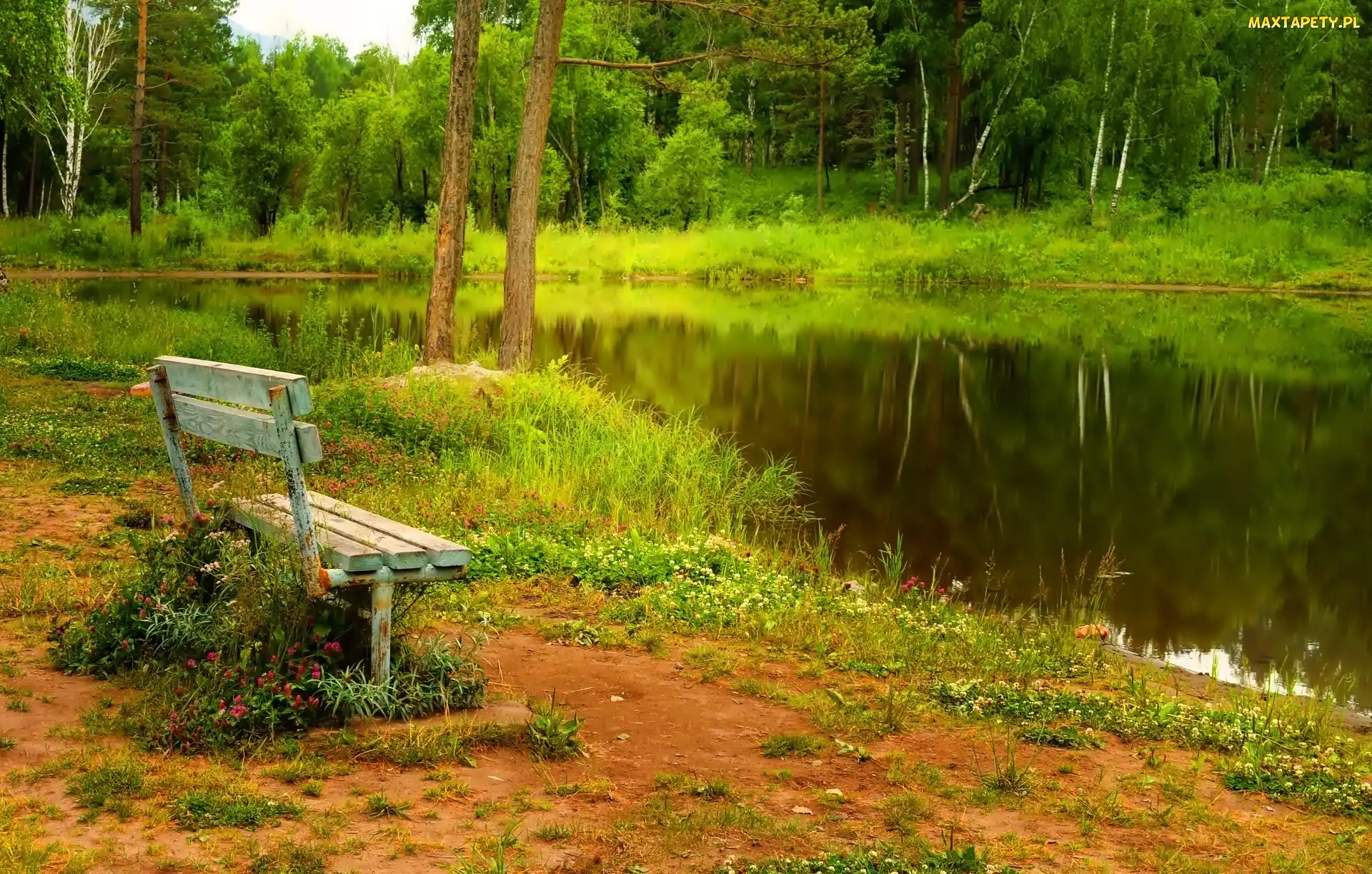 Staw, Ławka, Park