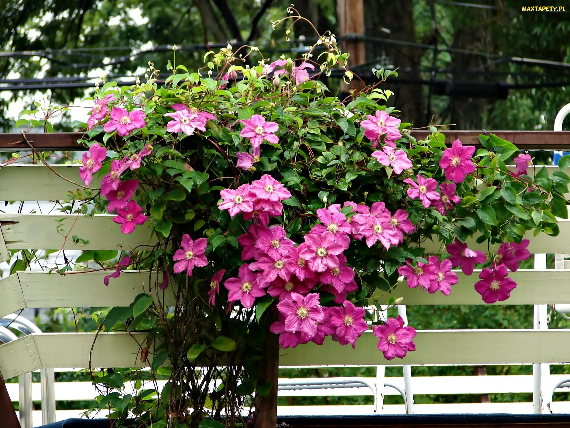 Płot, Kwiaty, Clematis, Pnące