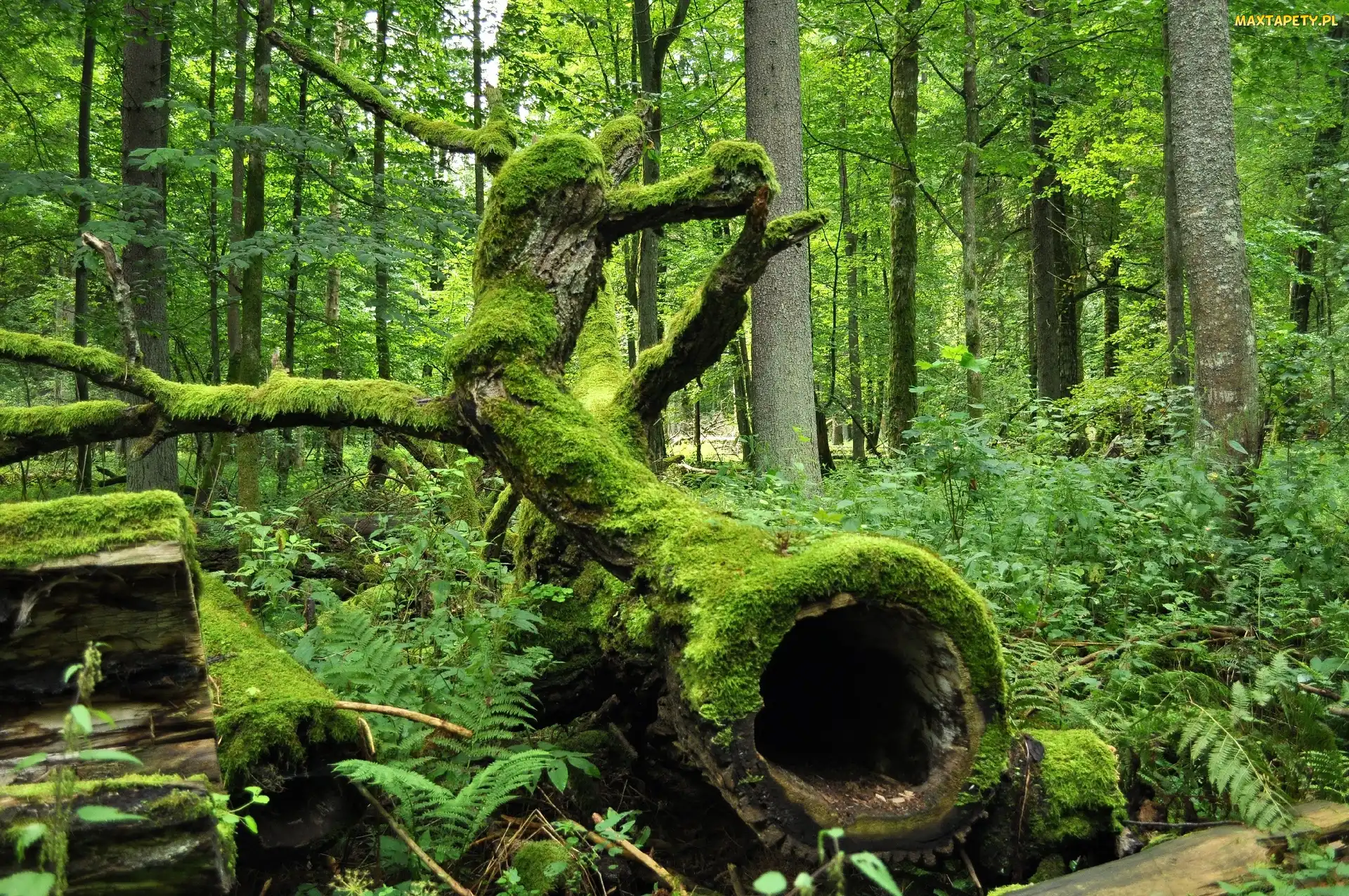 Pień, Leżący, Drzewa, Las, Mech, Rośliny