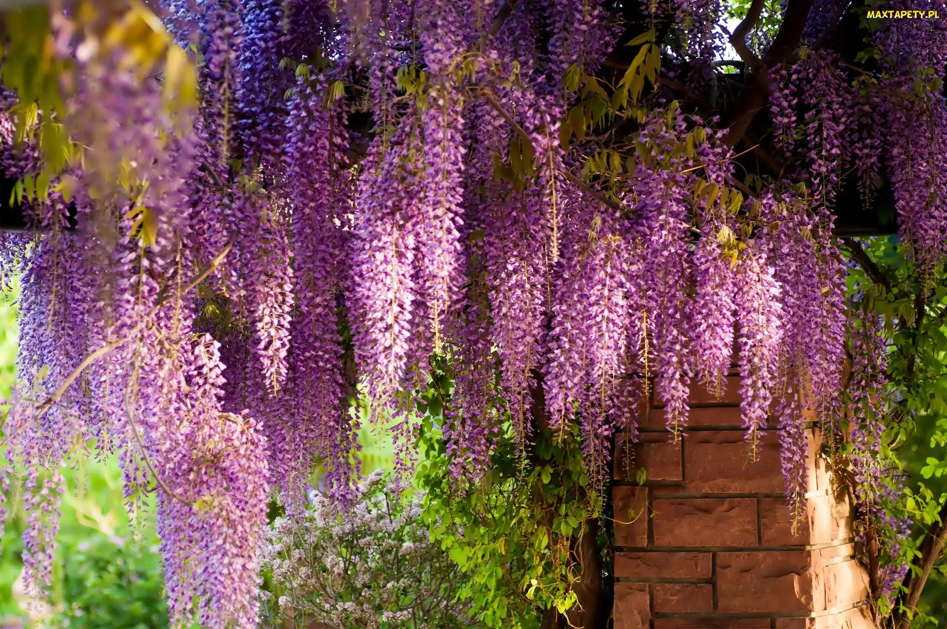 Wiszące, Wisteria, Kwiaty