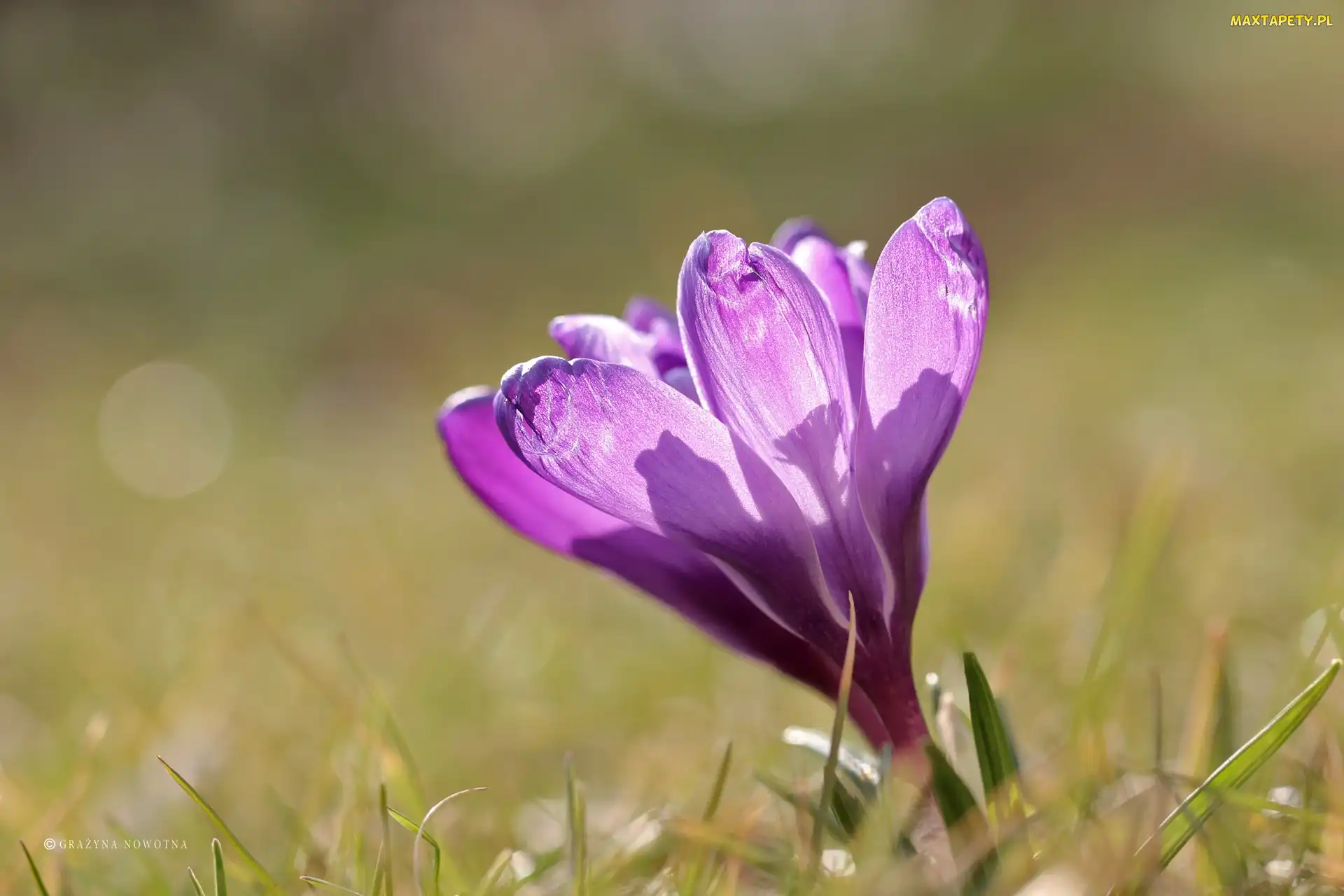 Krokus, Kwiat, Fioletowy