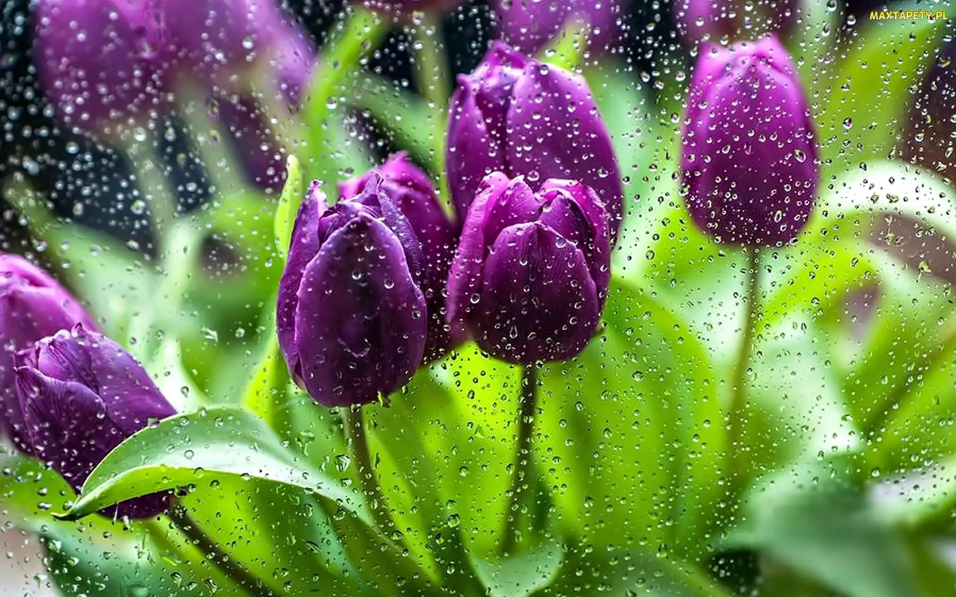 Tulipany, Krople, Fioletowe